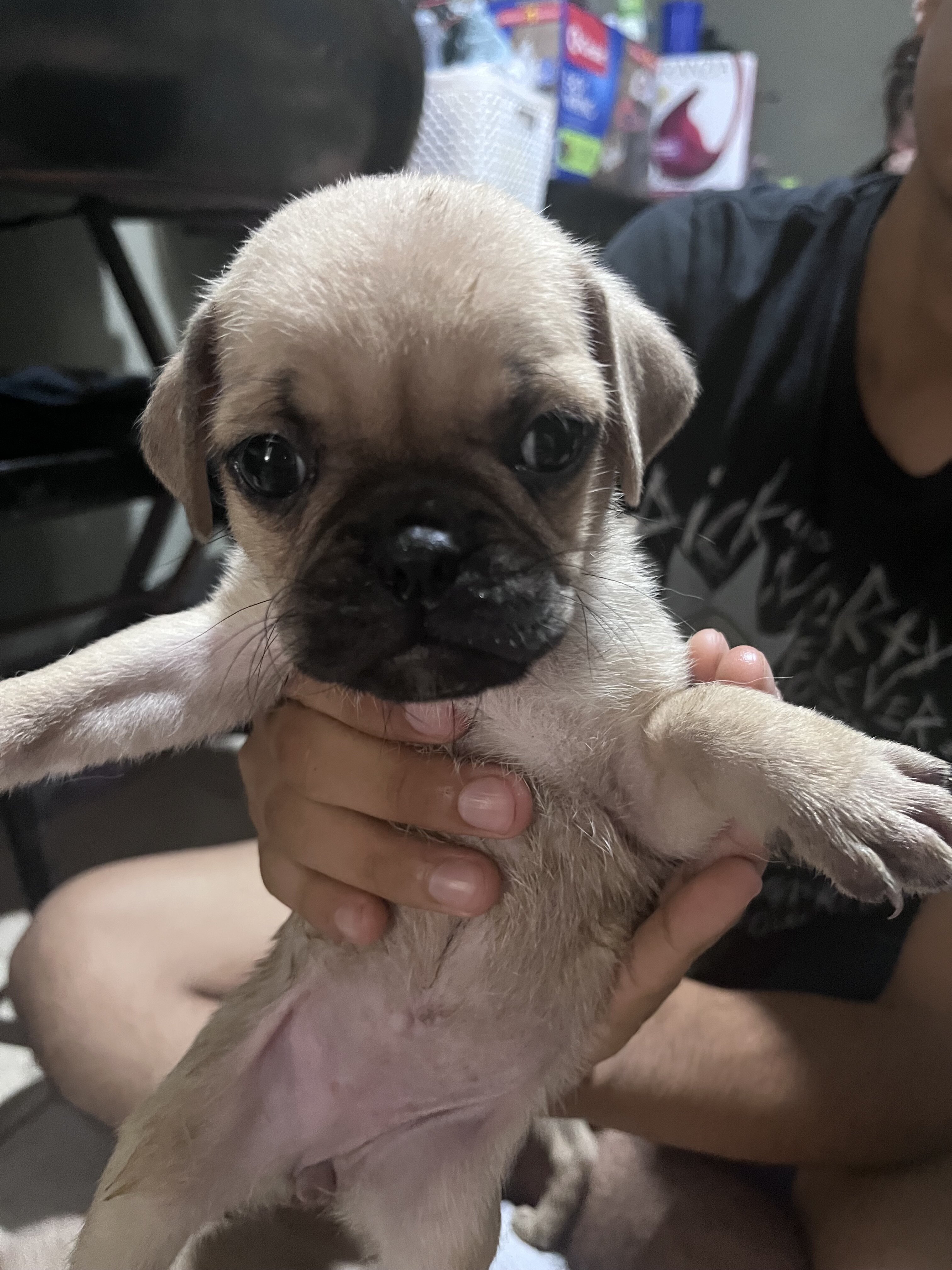 Pugs image 3