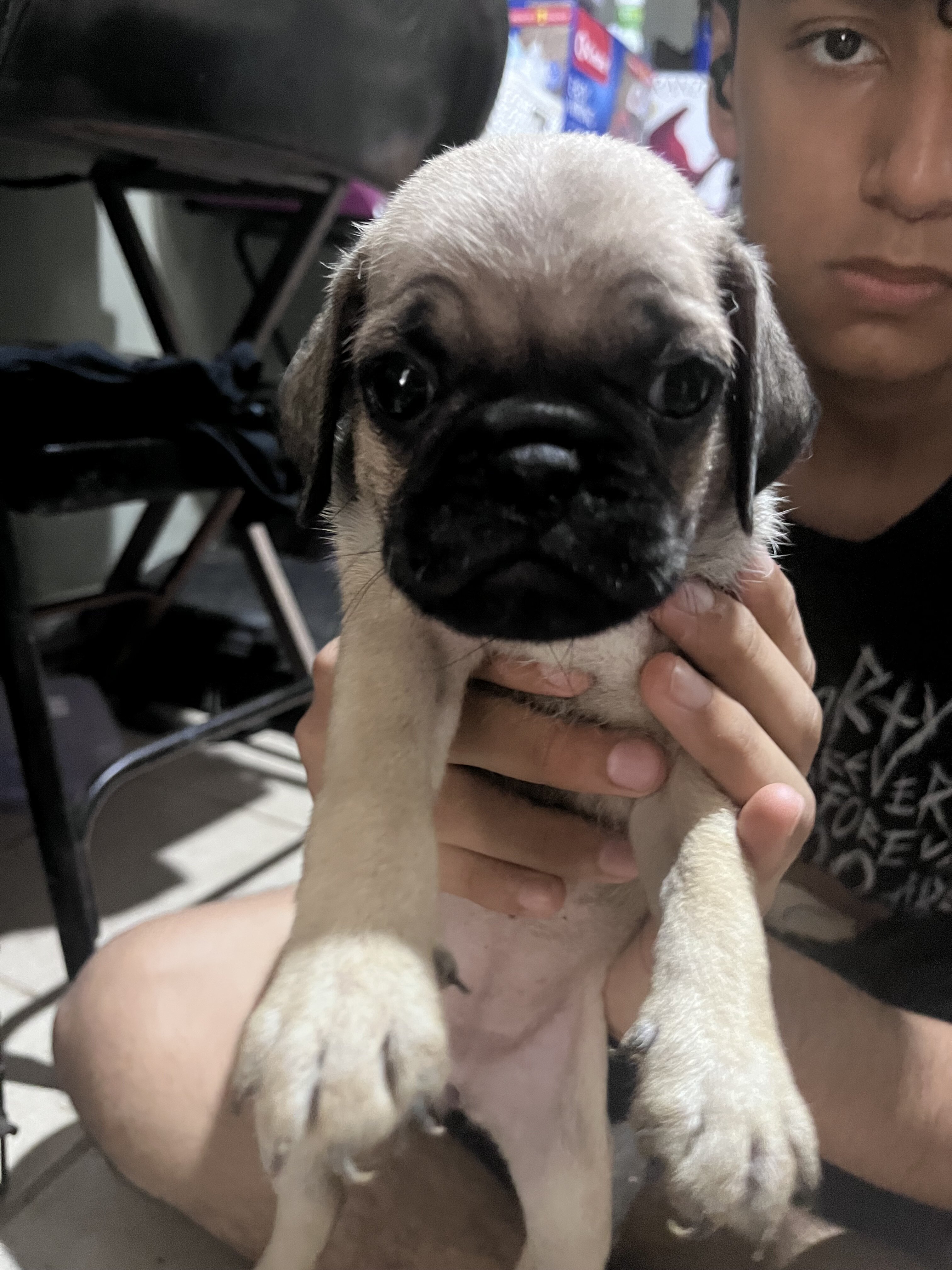 Pugs image 2