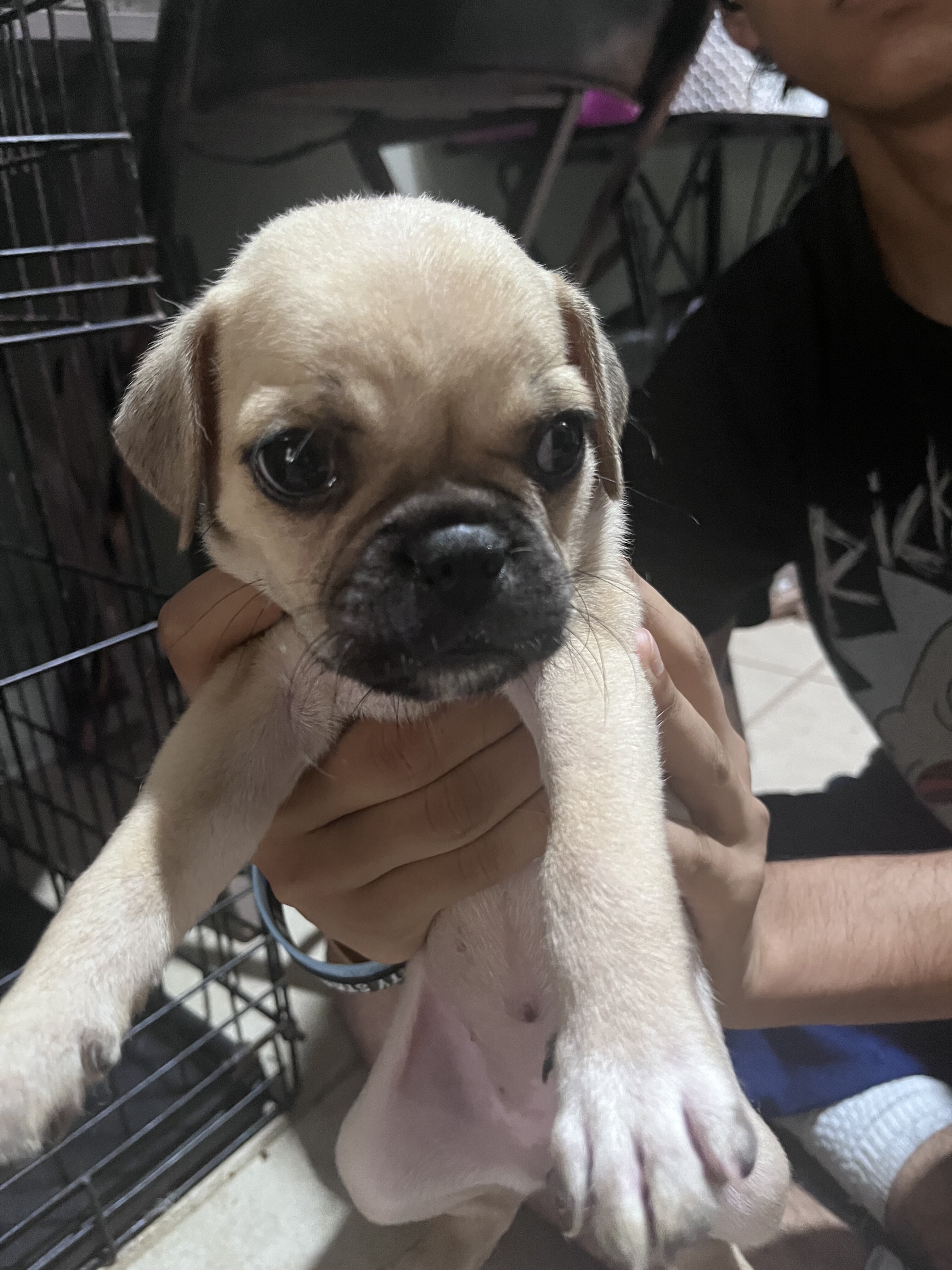 Pugs image 1