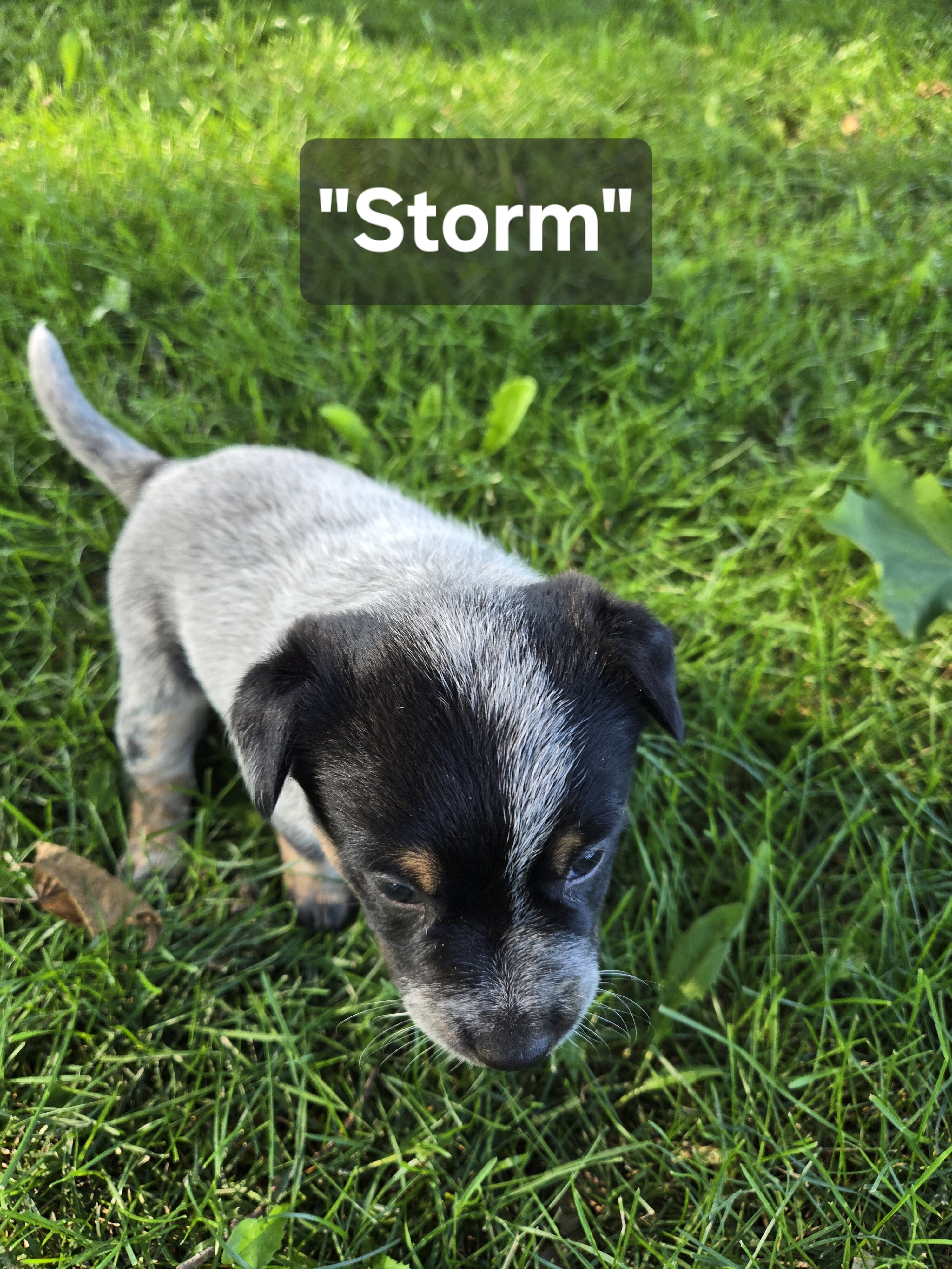Australian Cattle puppies image 6