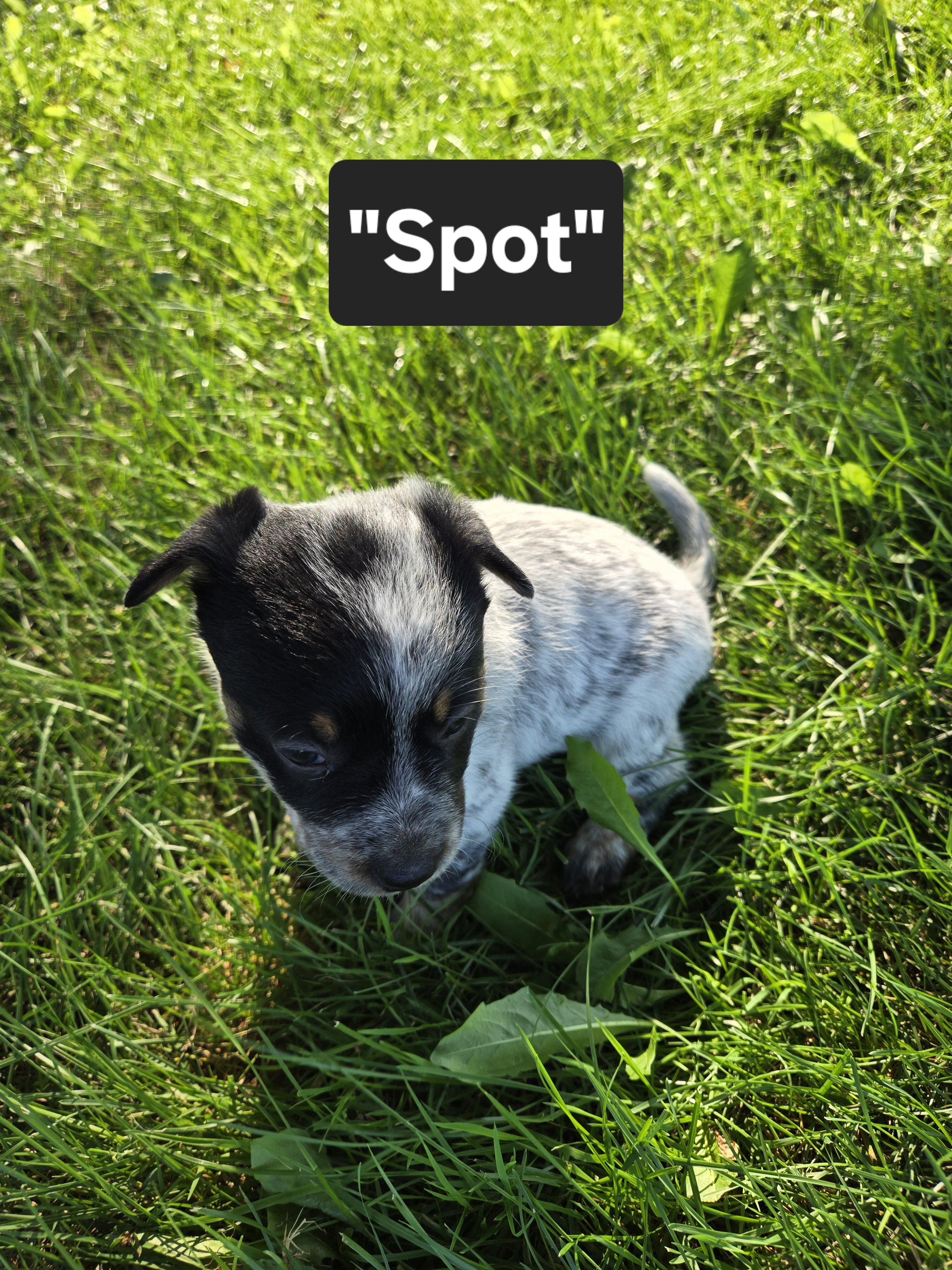 Australian Cattle puppies image 7