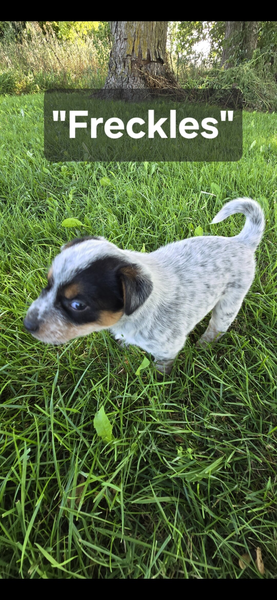 Australian Cattle puppies image 5