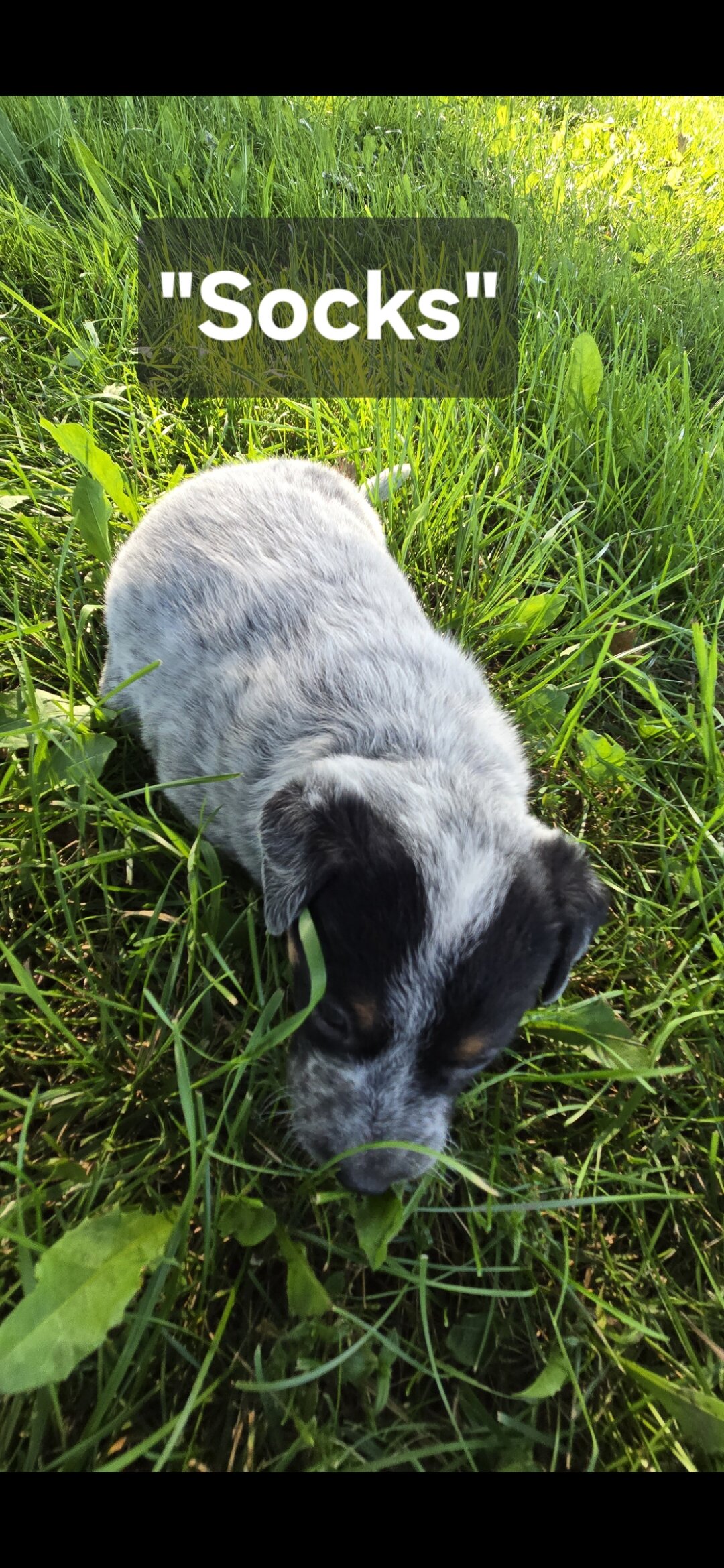 Australian Cattle puppies image 4