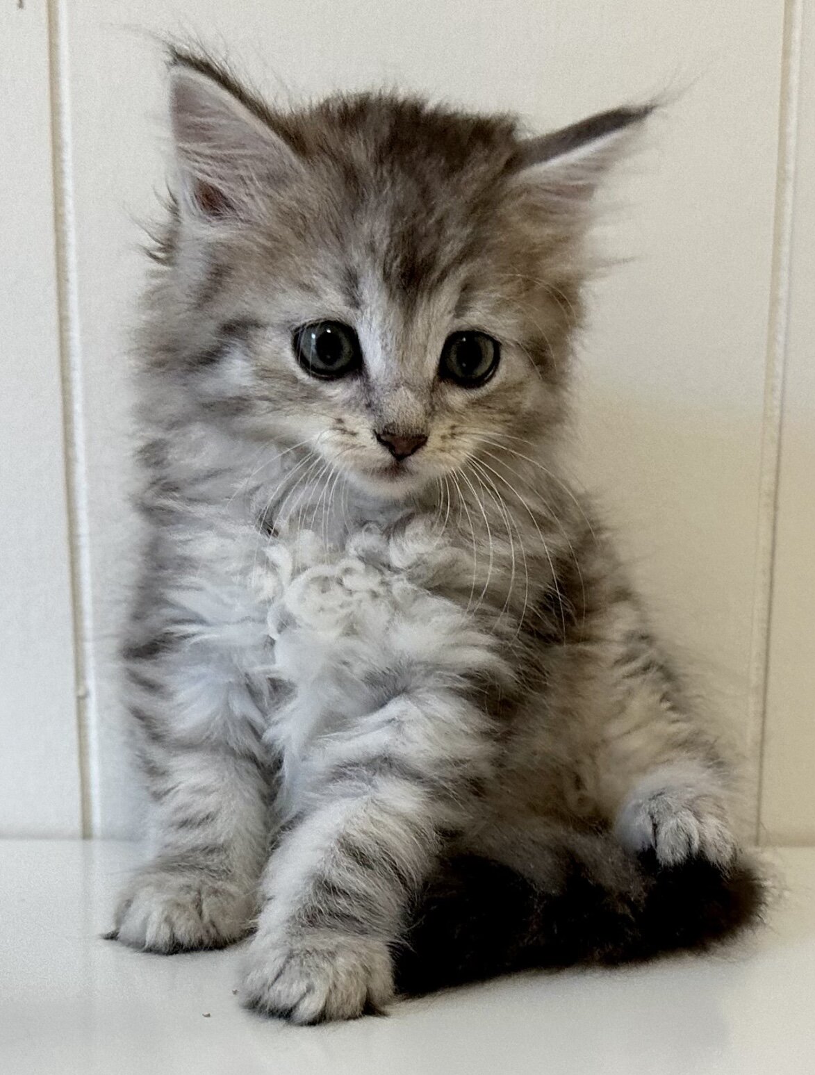 Kristails Siberian Cats VA, NC - kittens for sale image 1