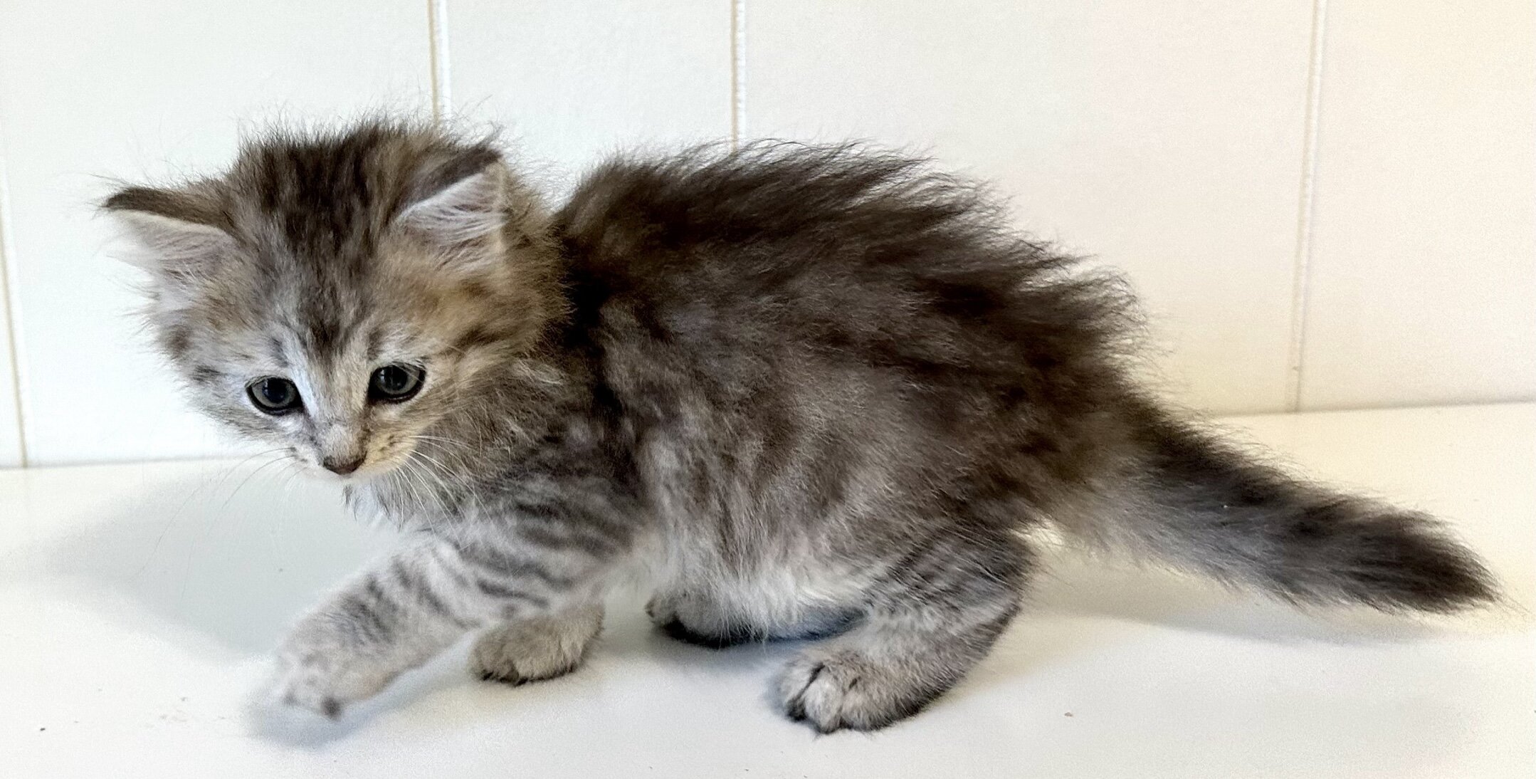 Kristails Siberian Cats VA, NC - kittens for sale image 2