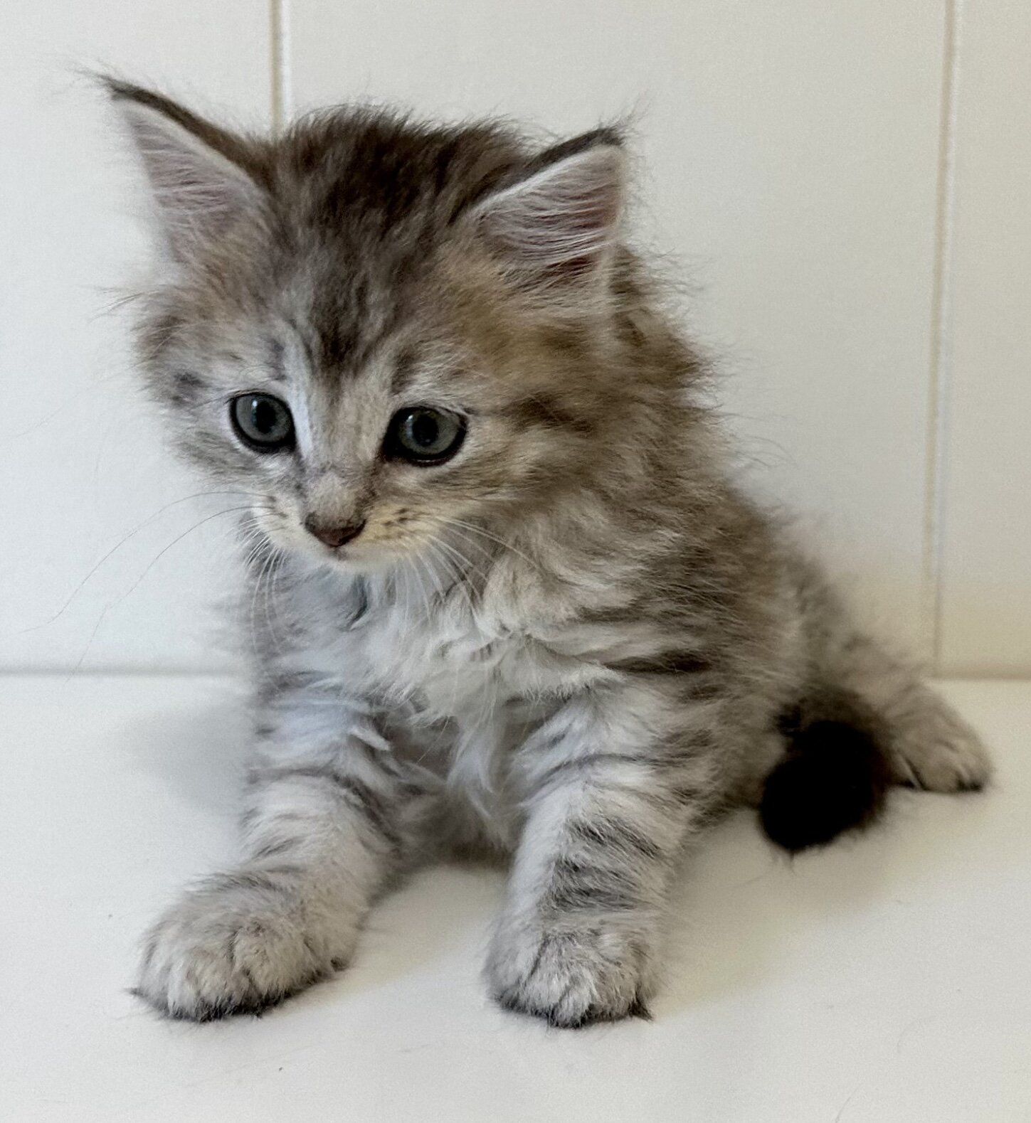 Kristails Siberian Cats VA, NC - kittens for sale image 3