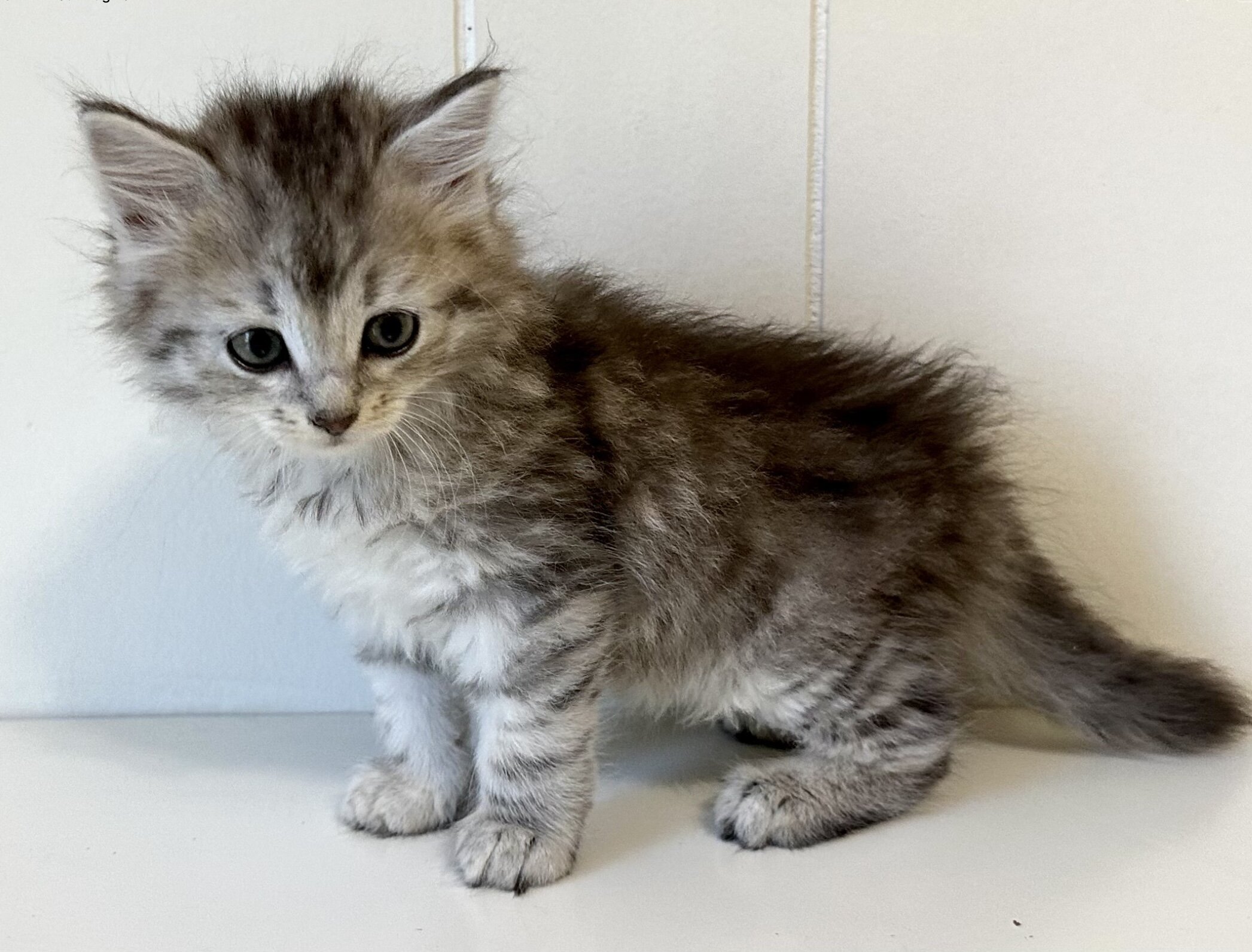 Kristails Siberian Cats VA, NC - kittens for sale image 4