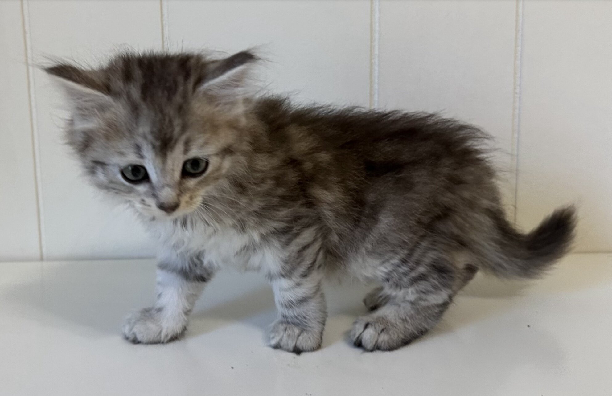 Kristails Siberian Cats VA, NC - kittens for sale image 5