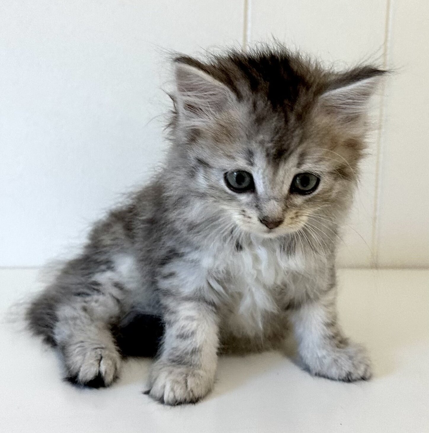 Kristails Siberian Cats VA, NC - kittens for sale image 6