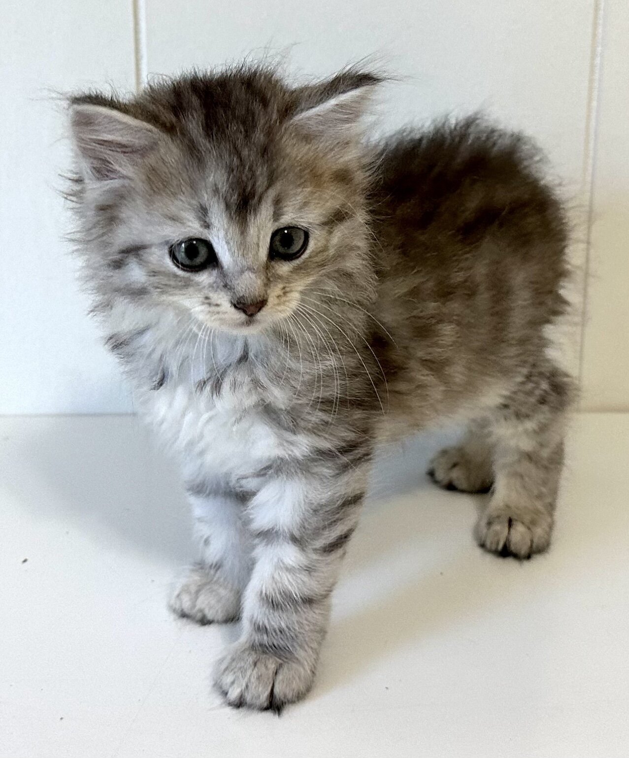 Kristails Siberian Cats VA, NC - kittens for sale image 7