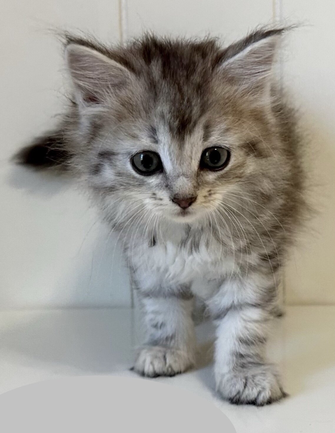 Kristails Siberian Cats VA, NC - kittens for sale image 8