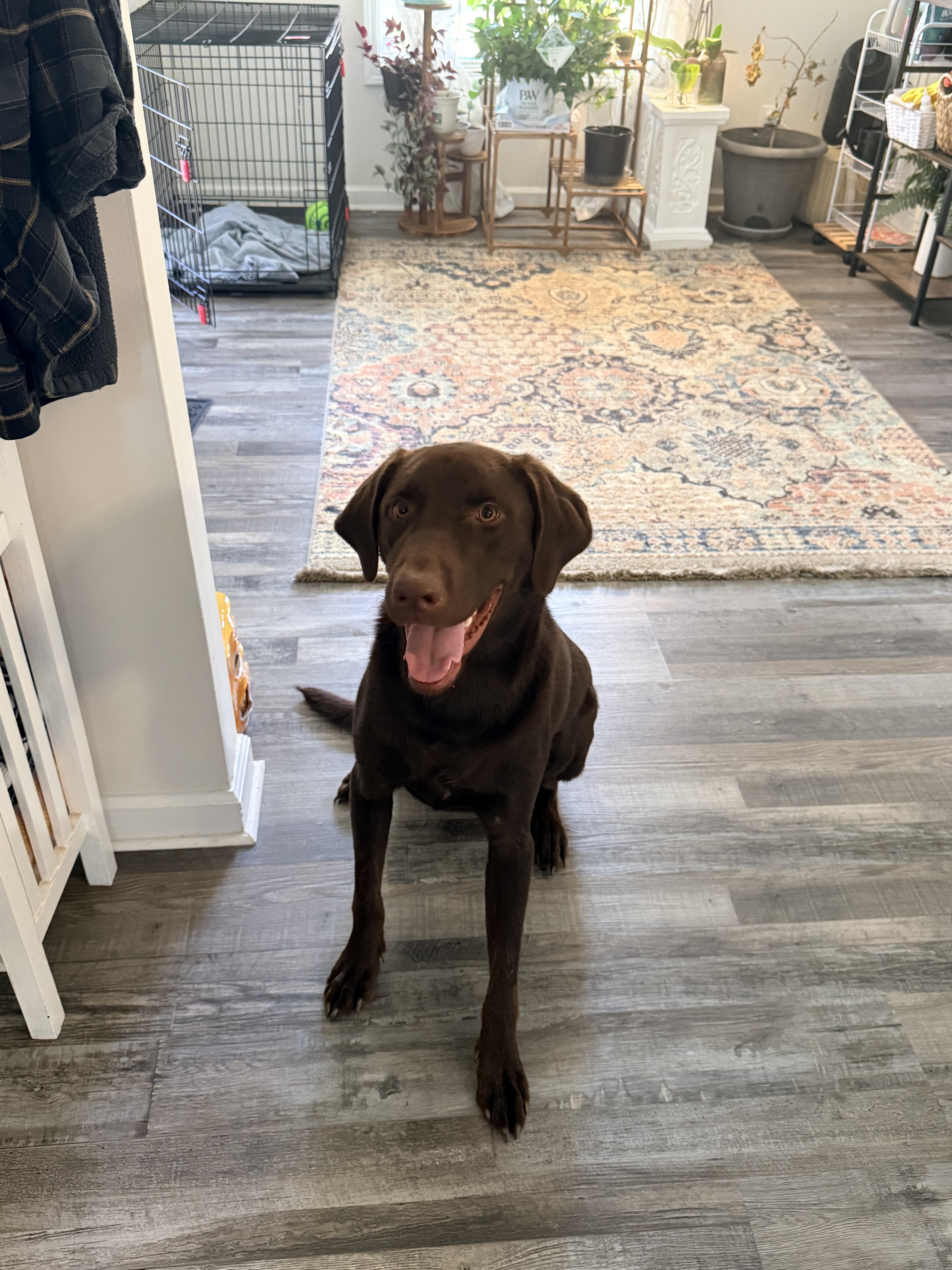 Chocolate lab image 1