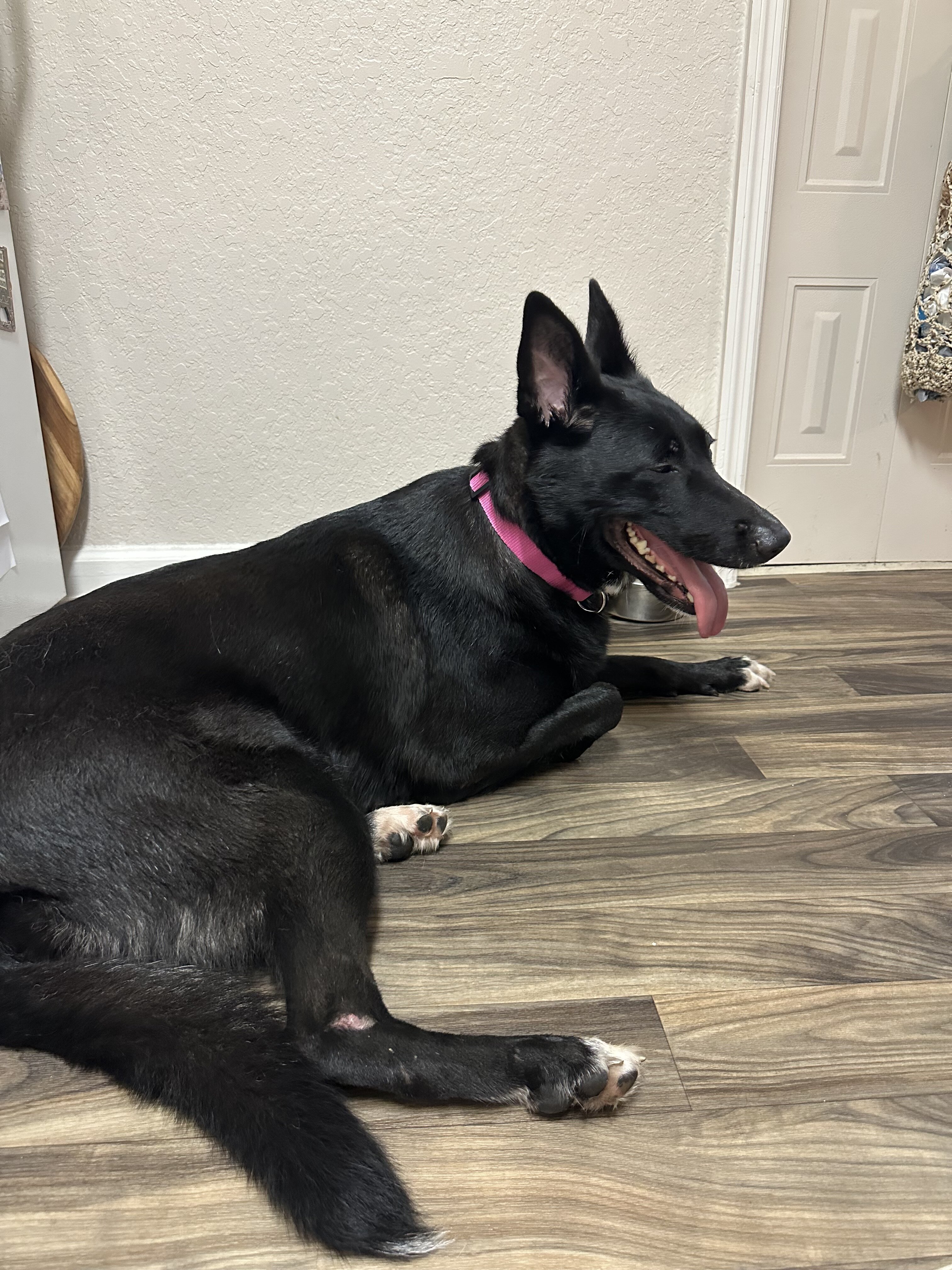 Dog image 2