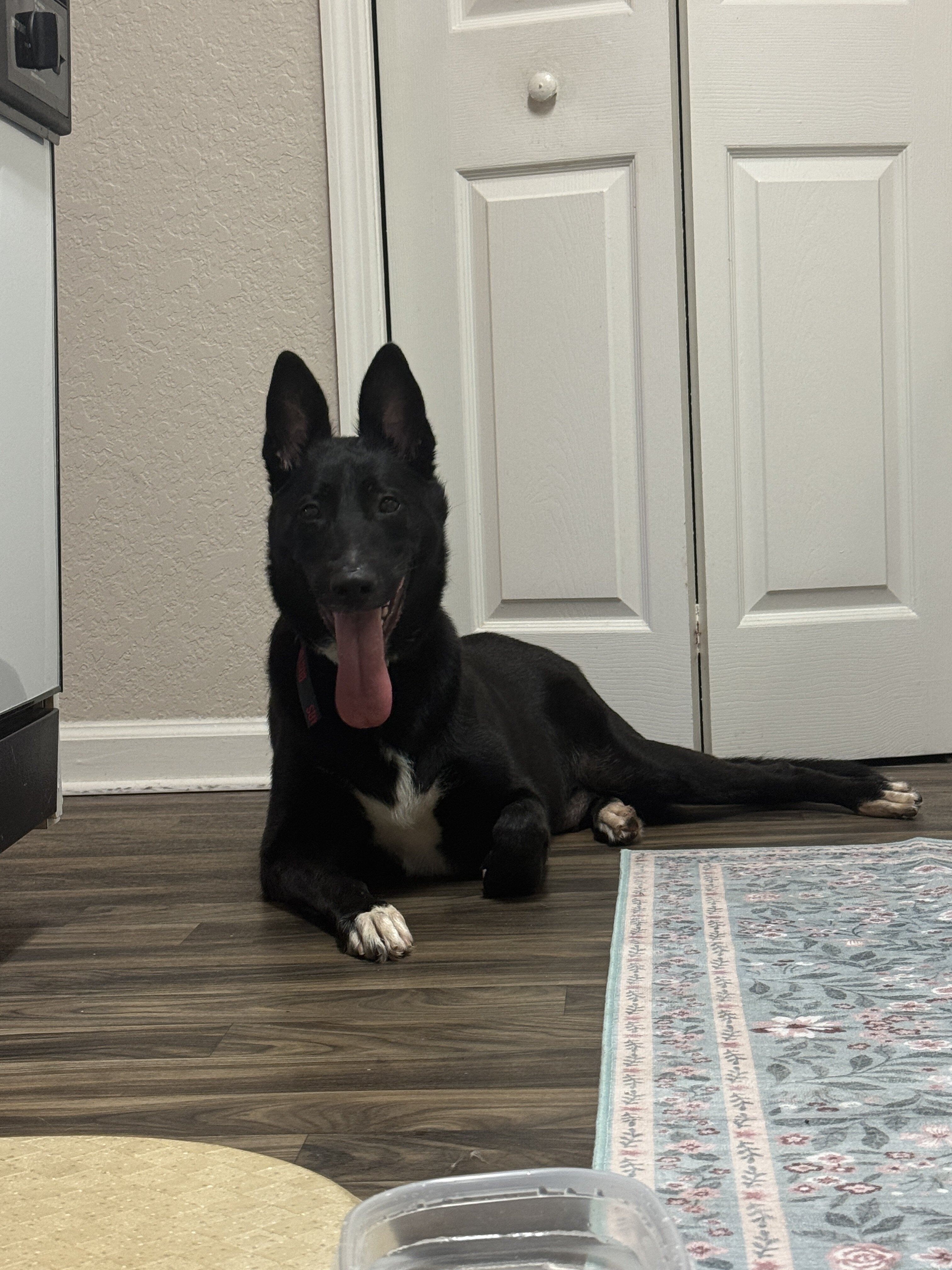 Dog image 1