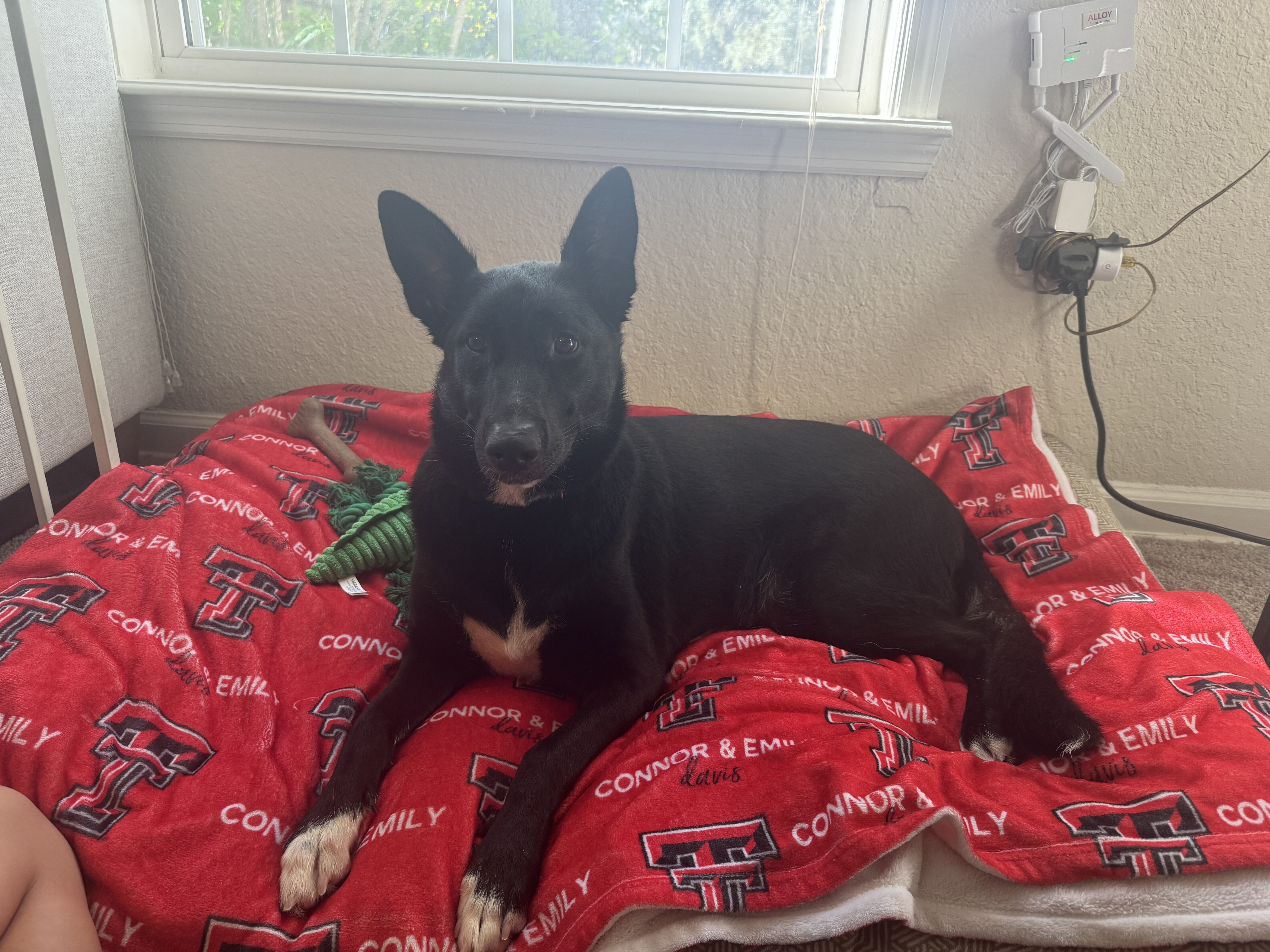 Dog image 4