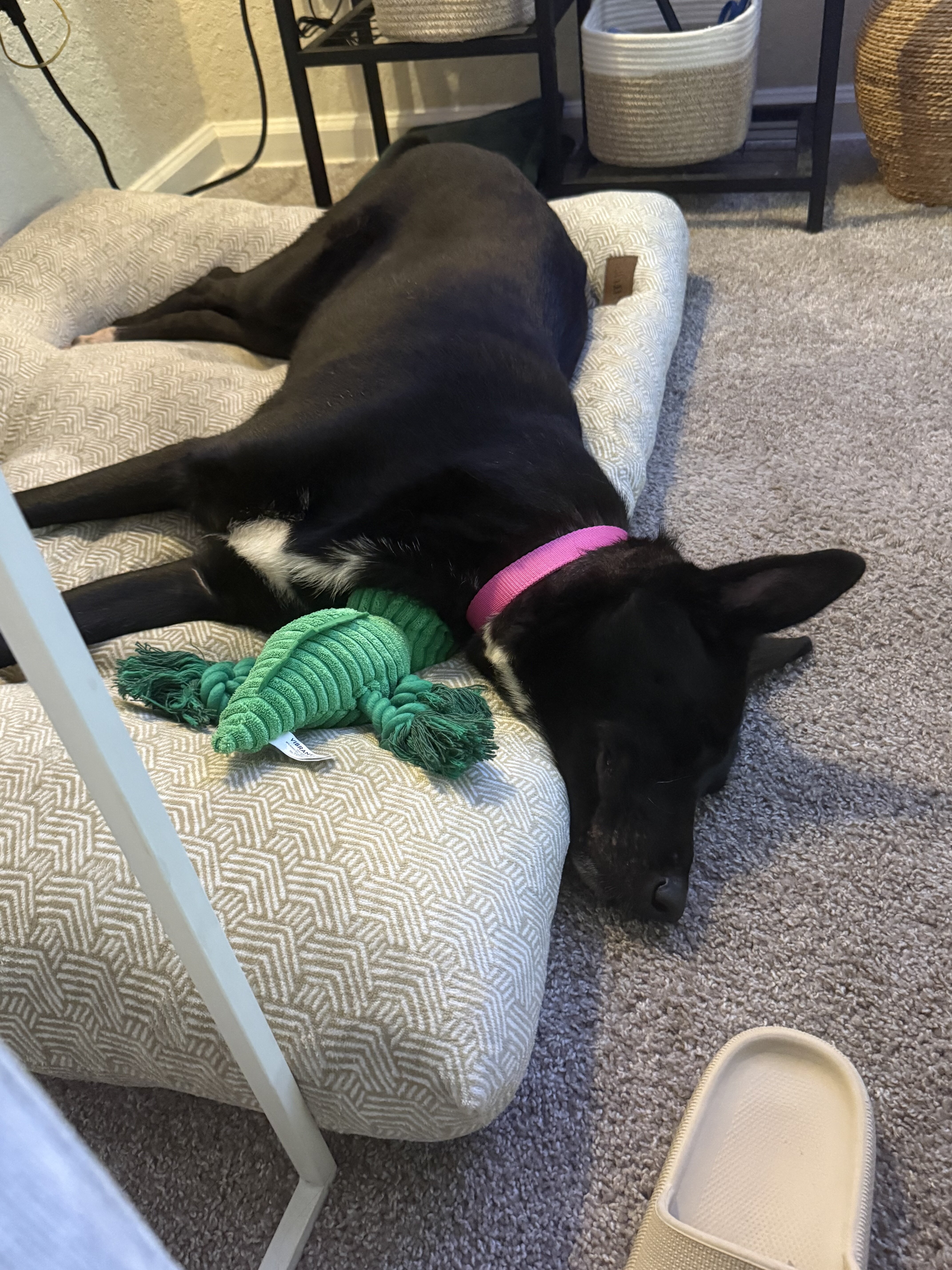 Dog image 3