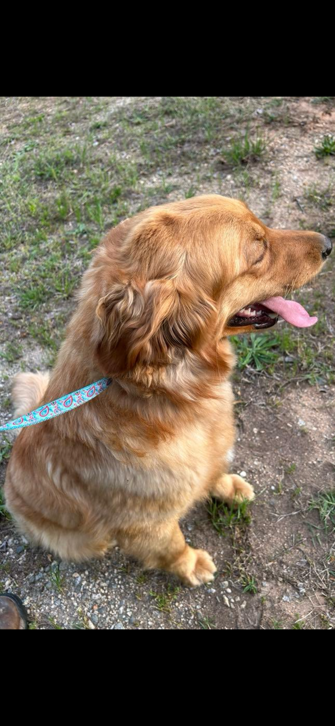 AKC Golden retriever adult female image 4