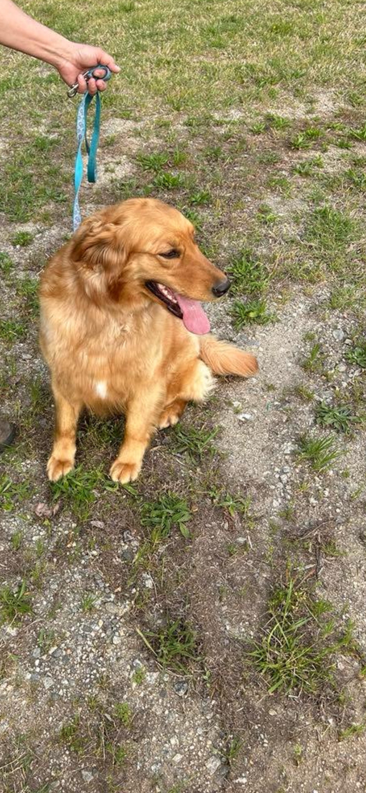 AKC Golden retriever adult female image 3