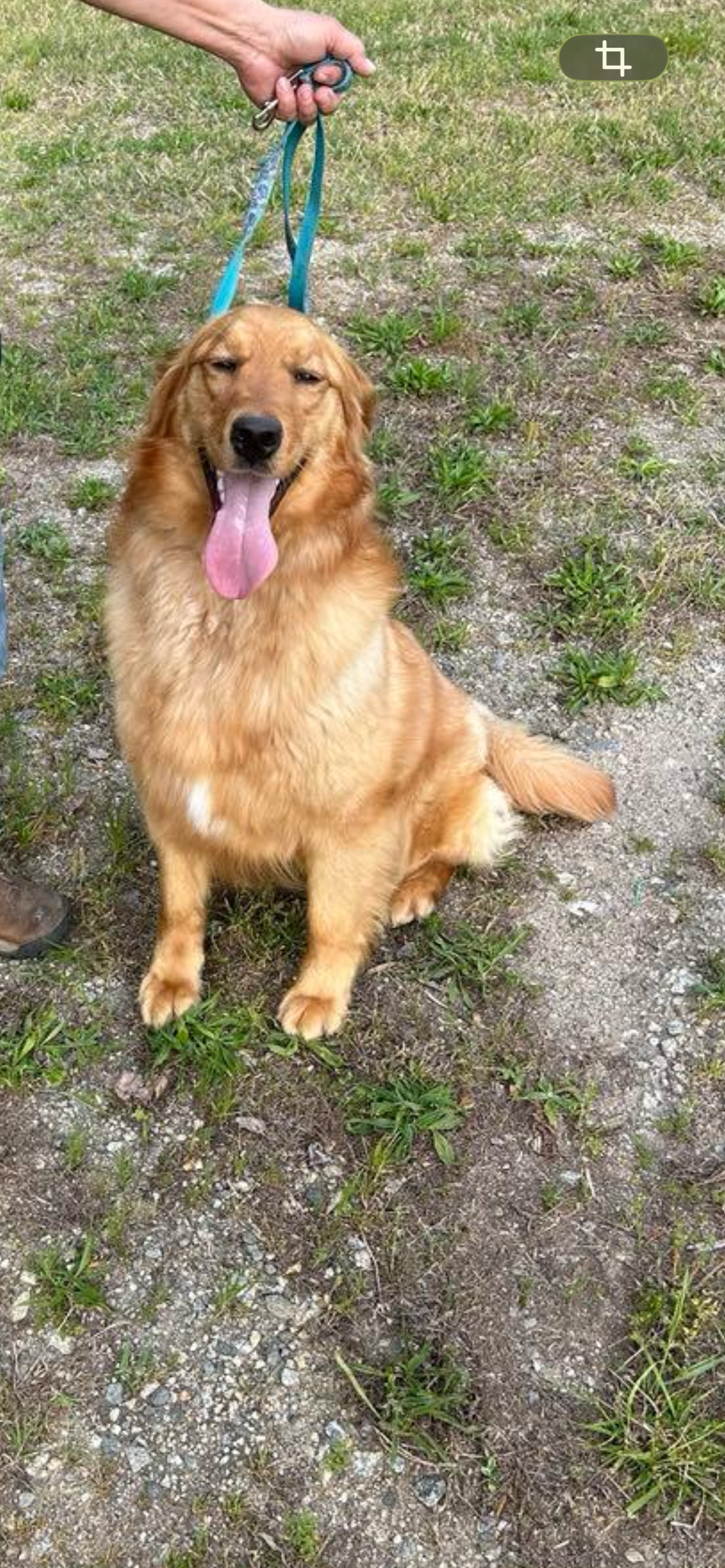 AKC Golden retriever adult female image 1