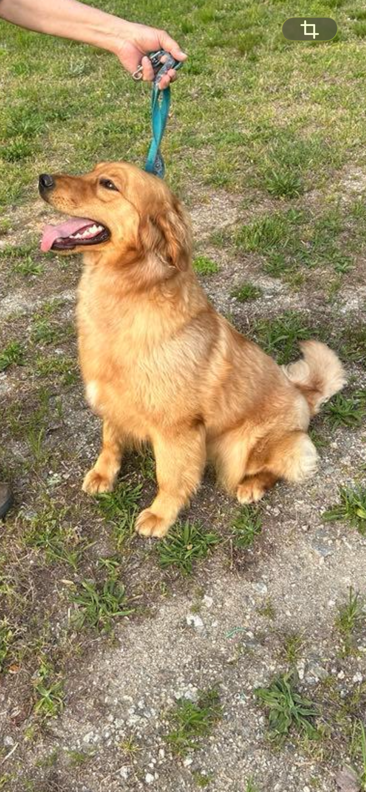AKC Golden retriever adult female image 2