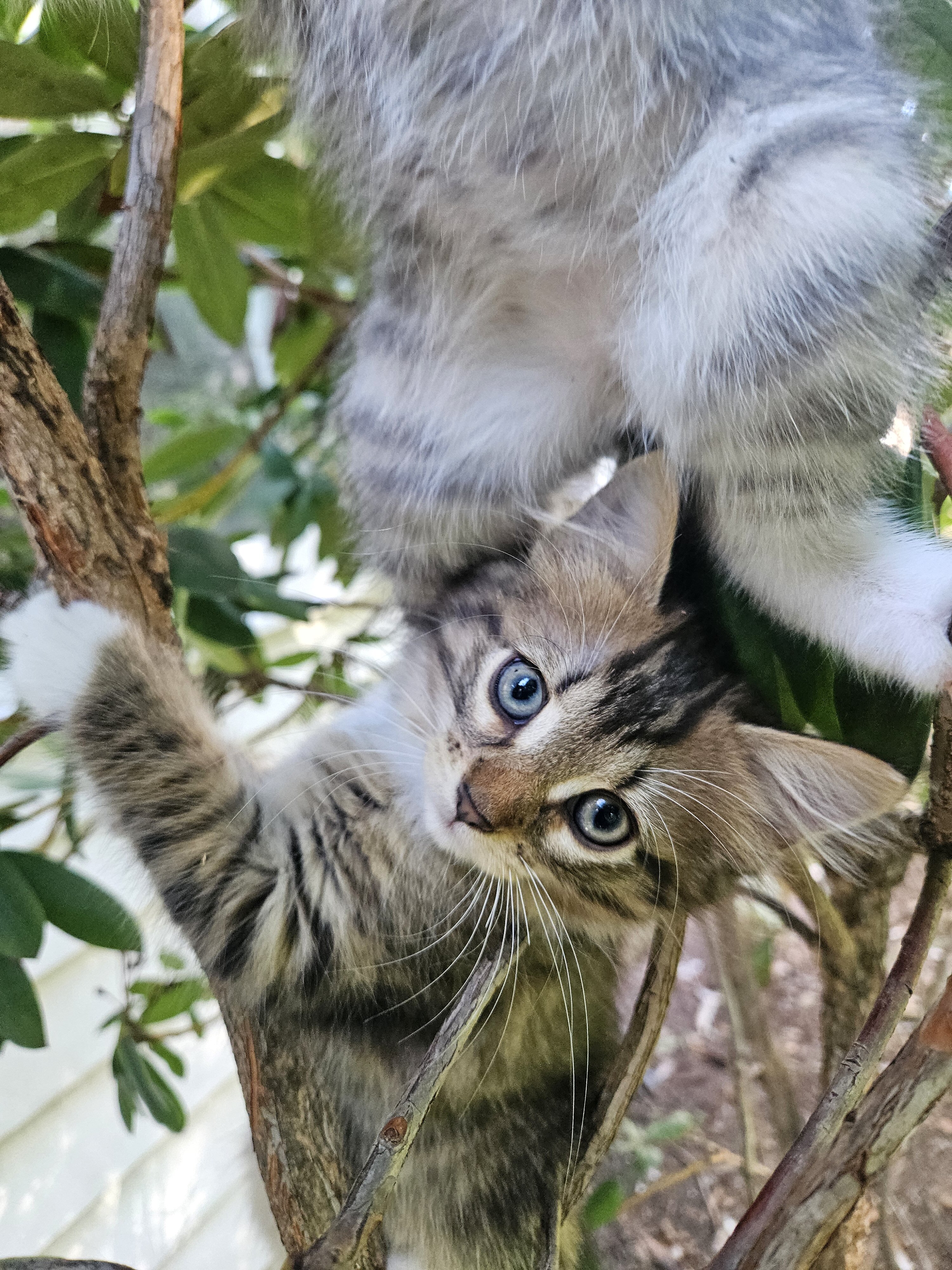 3 kittens -  2 male, 1 female image 2