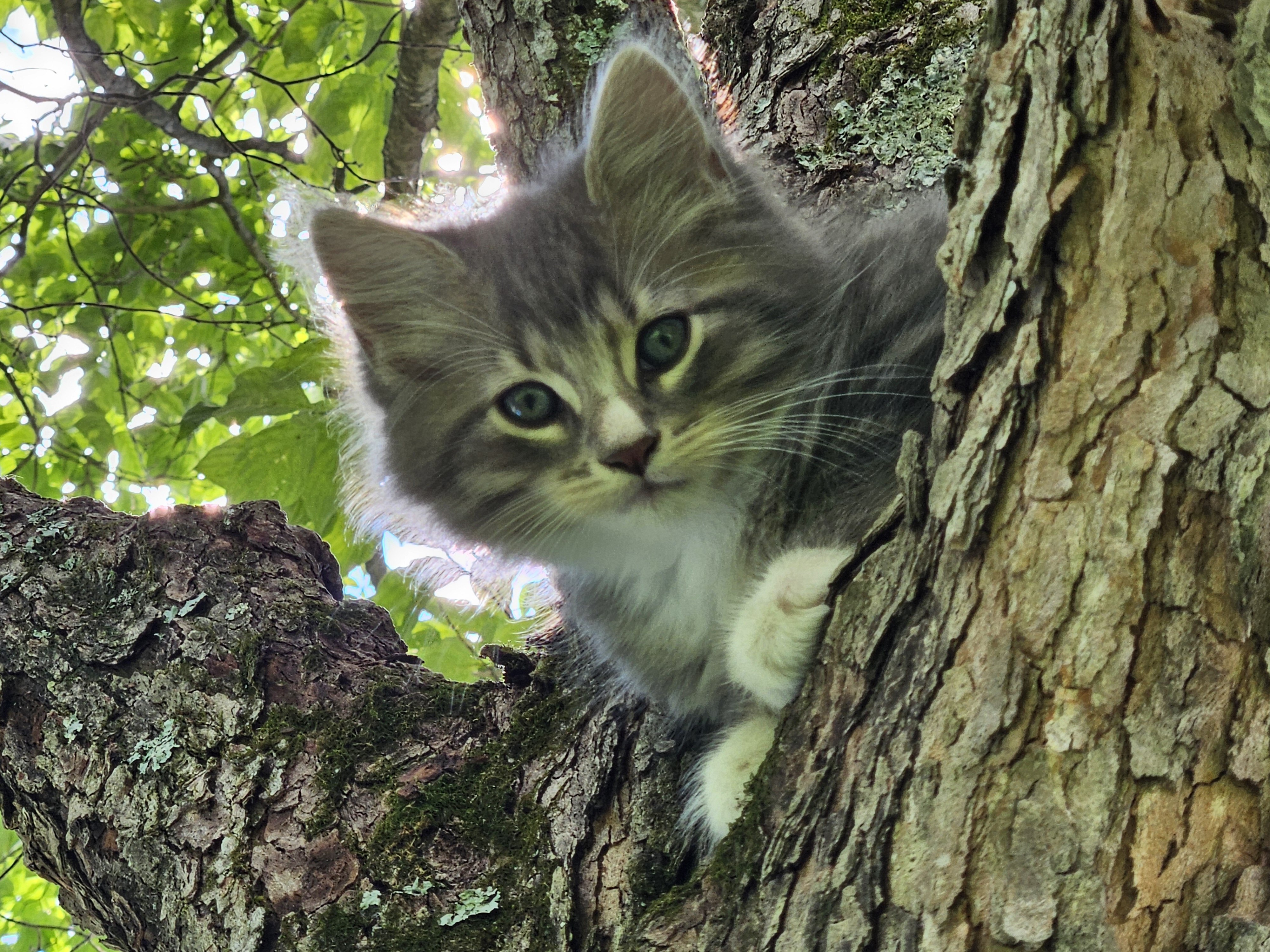 3 kittens -  2 male, 1 female image 1