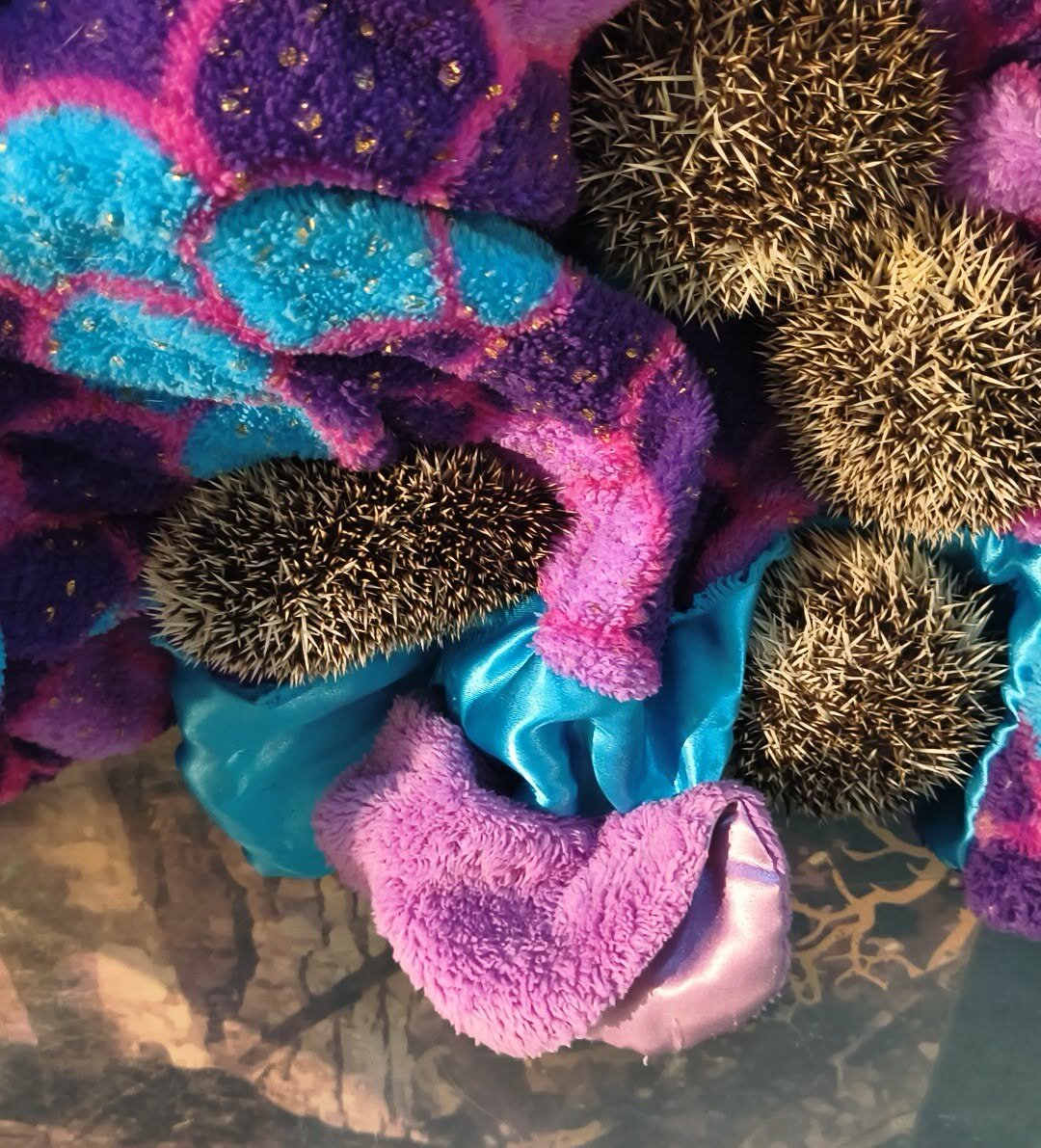 Hedgehogs image 2