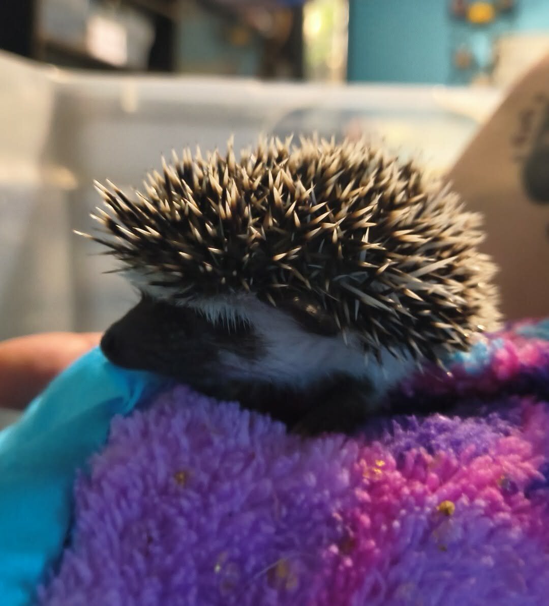 Hedgehogs image 1