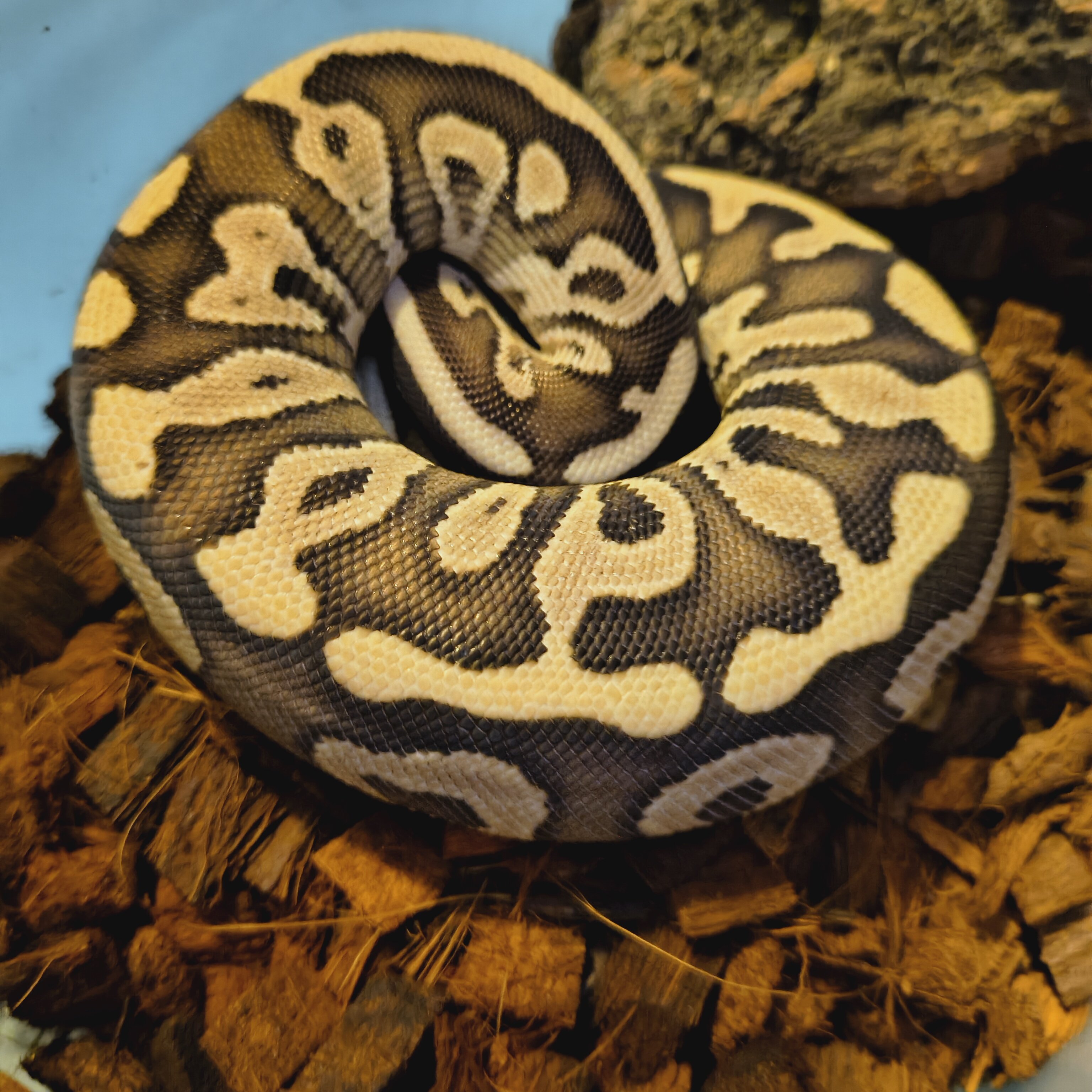 Ball python image 3