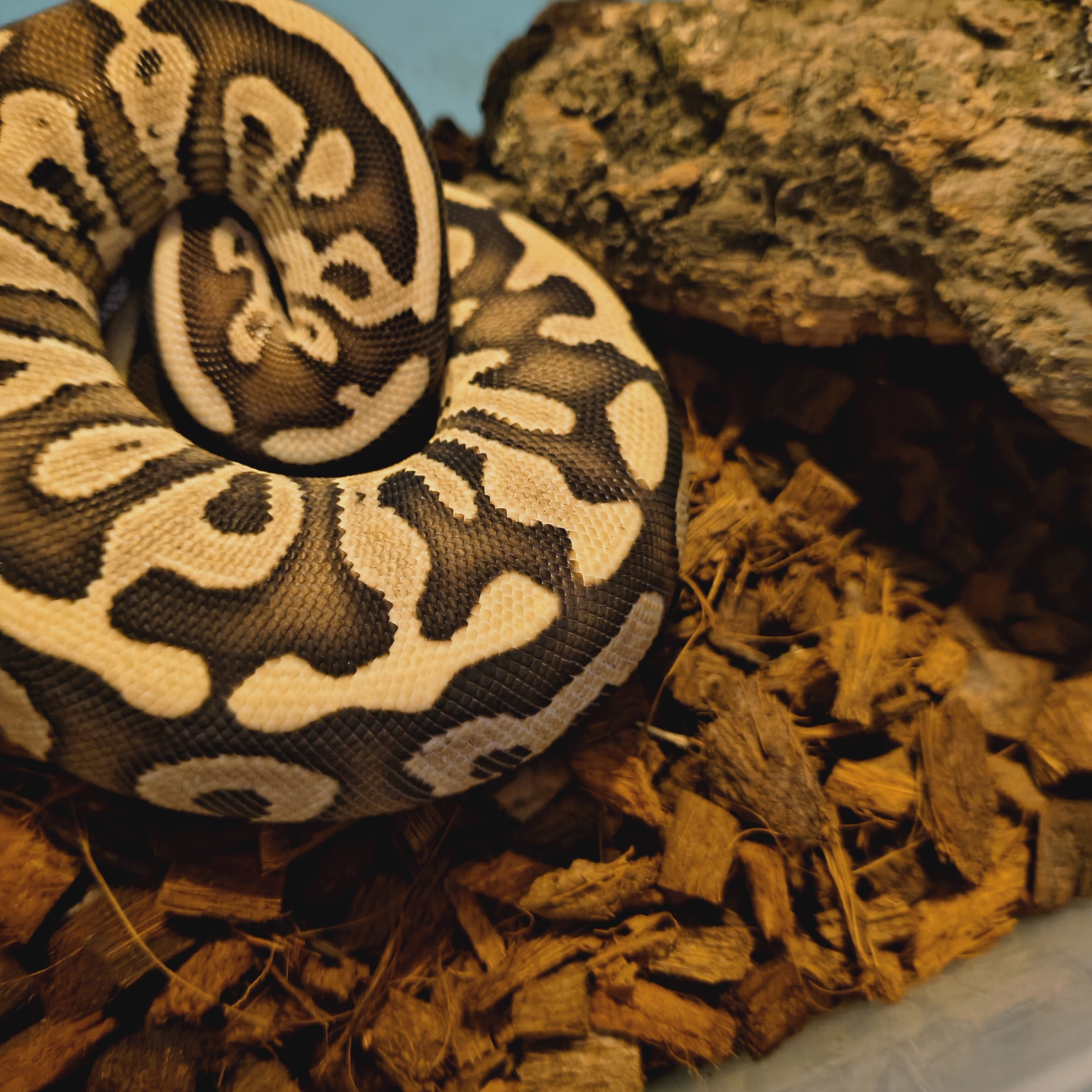 Ball python image 2
