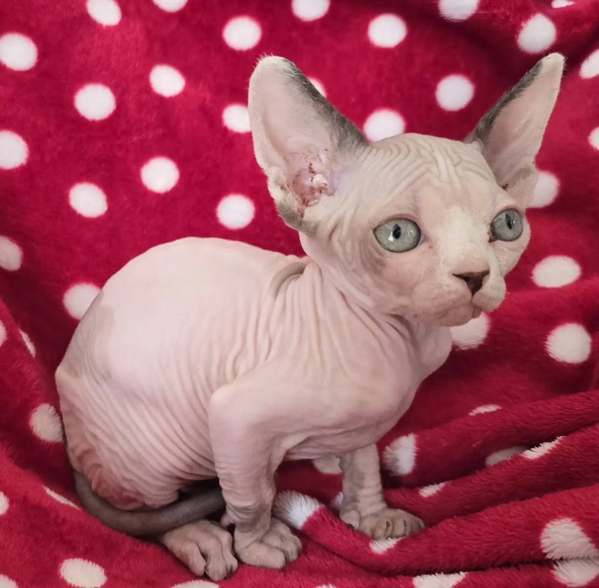 Sphynx kittens image 2