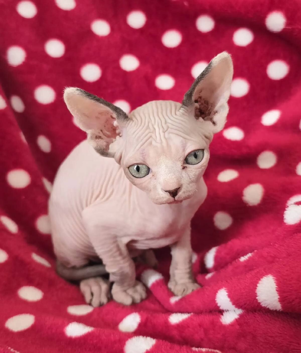 Sphynx kittens image 1
