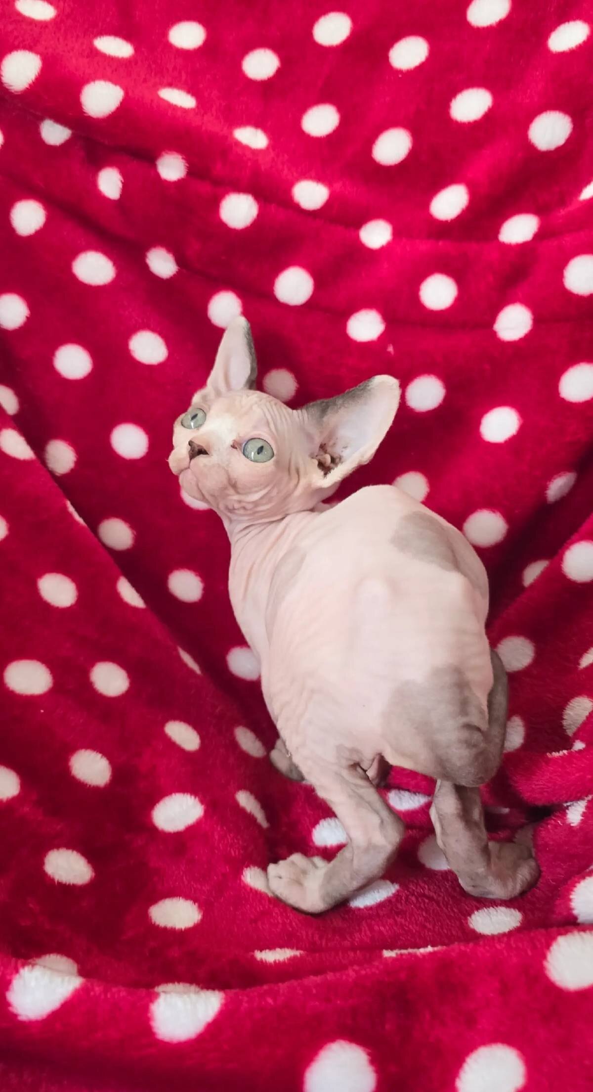 Sphynx kittens image 4