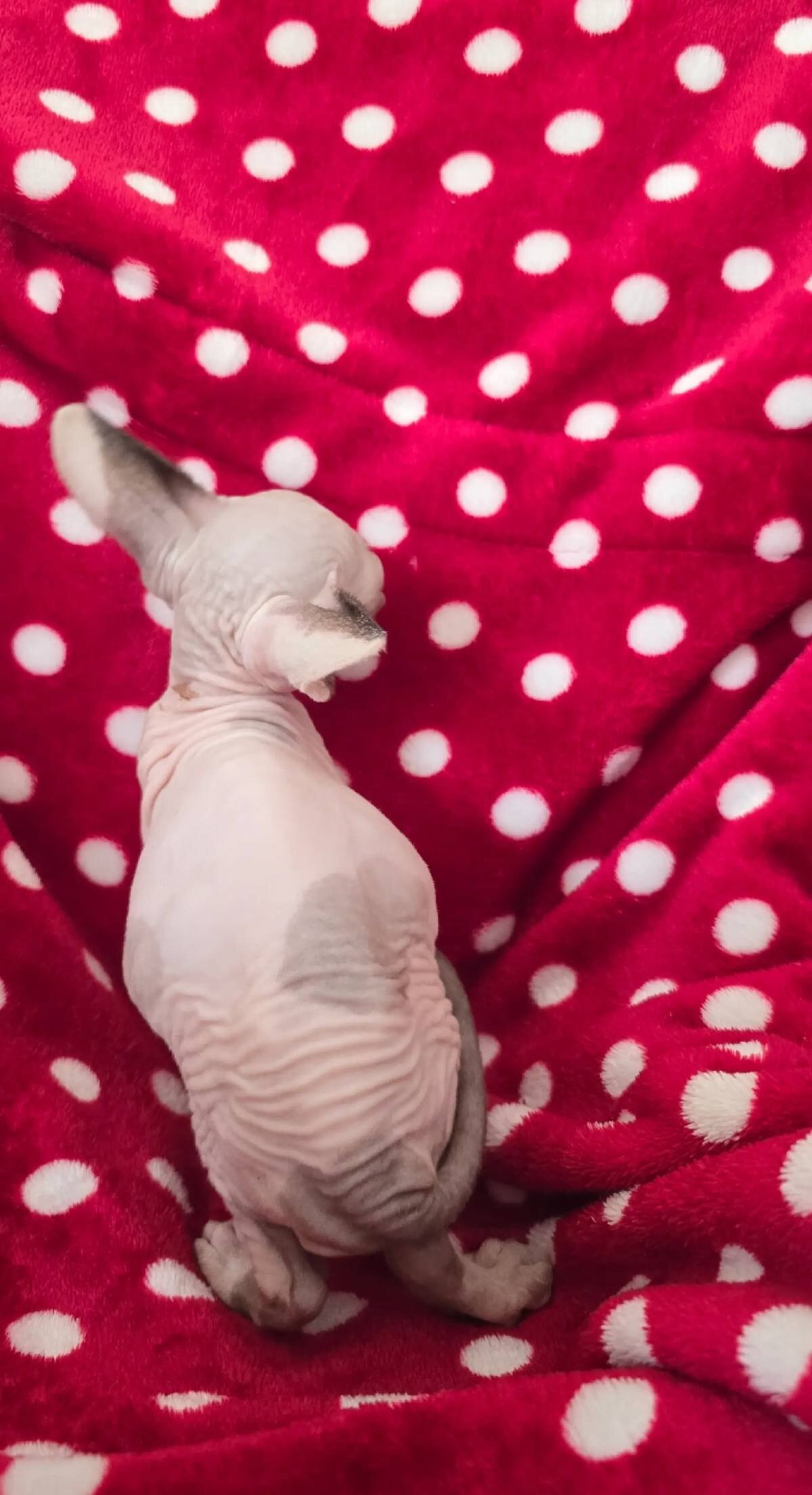 Sphynx kittens image 3