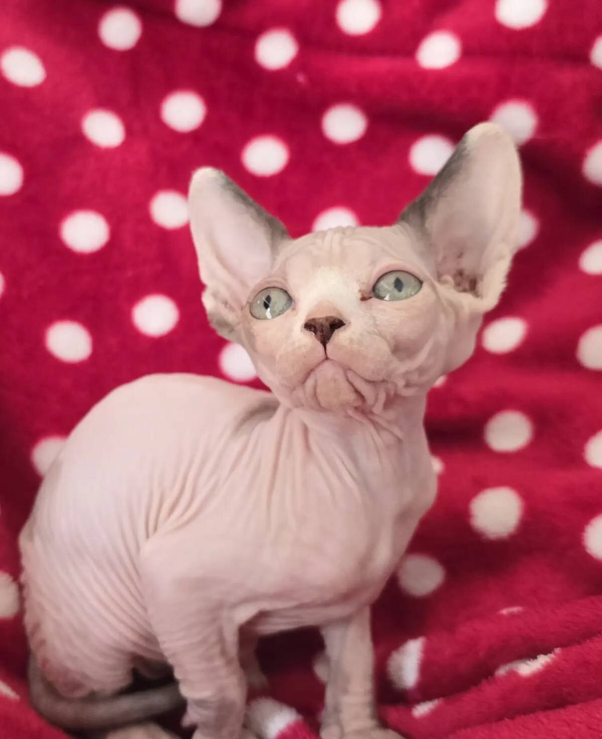 Sphynx kittens image 5