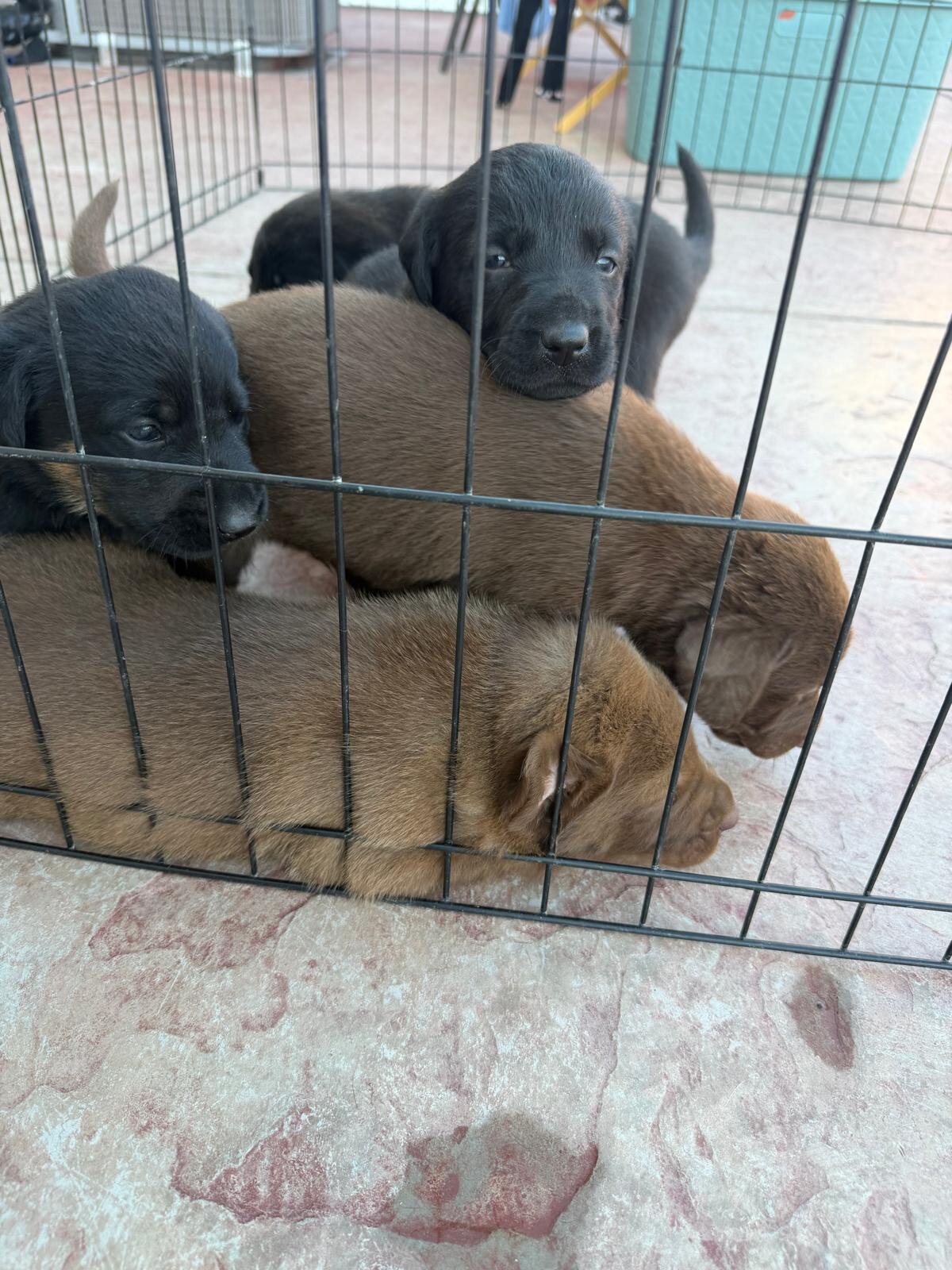🐶 Adorable Lab / Retriever Mix Puppies image 1