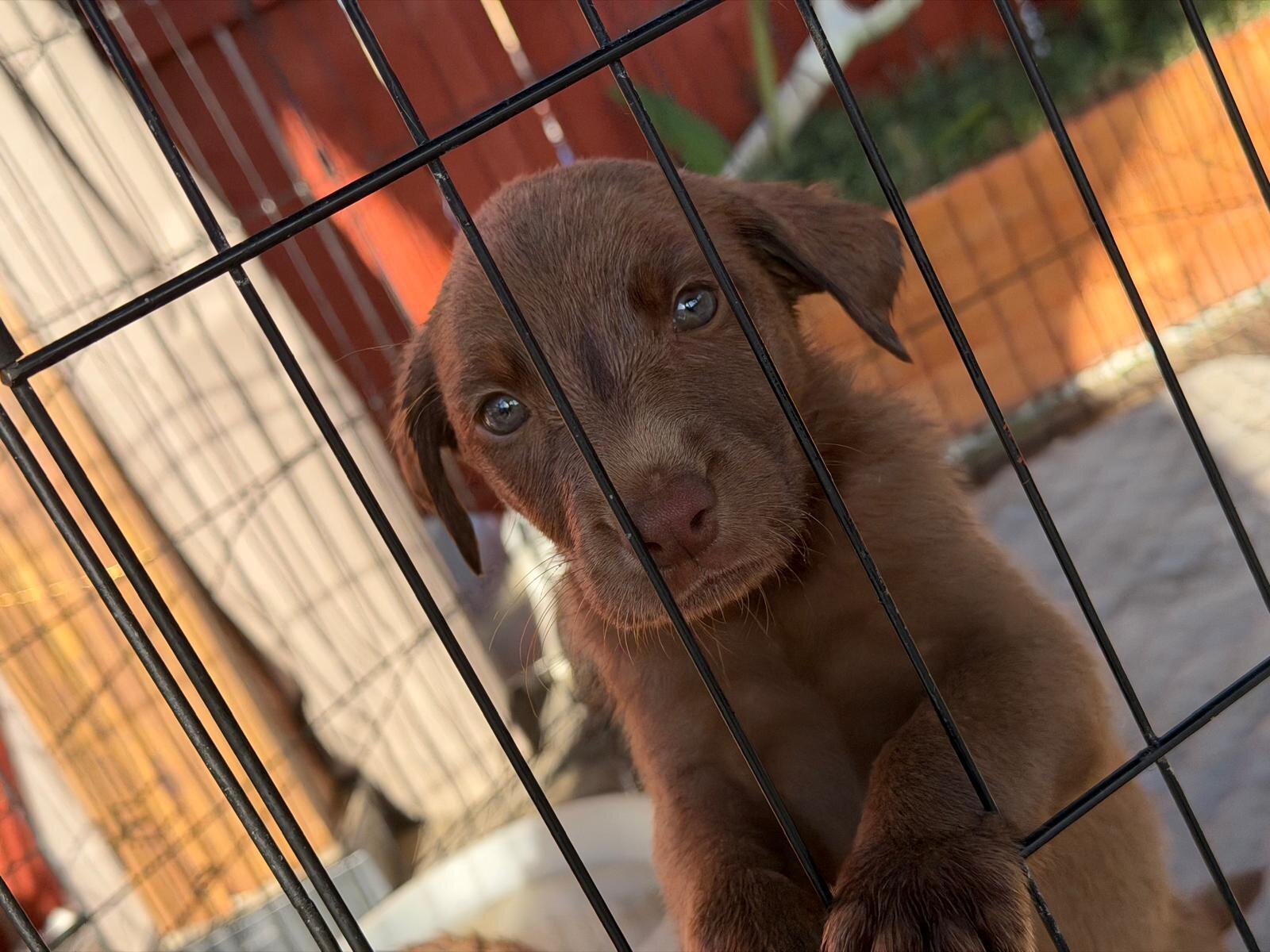 🐶 Adorable Lab / Retriever Mix Puppies image 2