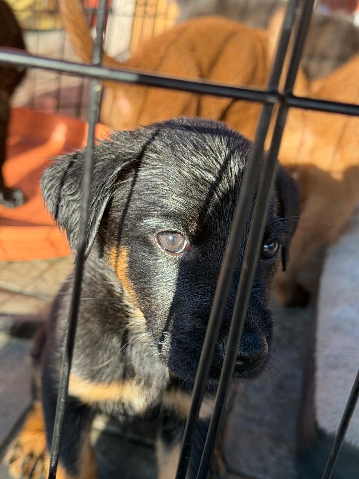 🐶 Adorable Lab / Retriever Mix Puppies image 3