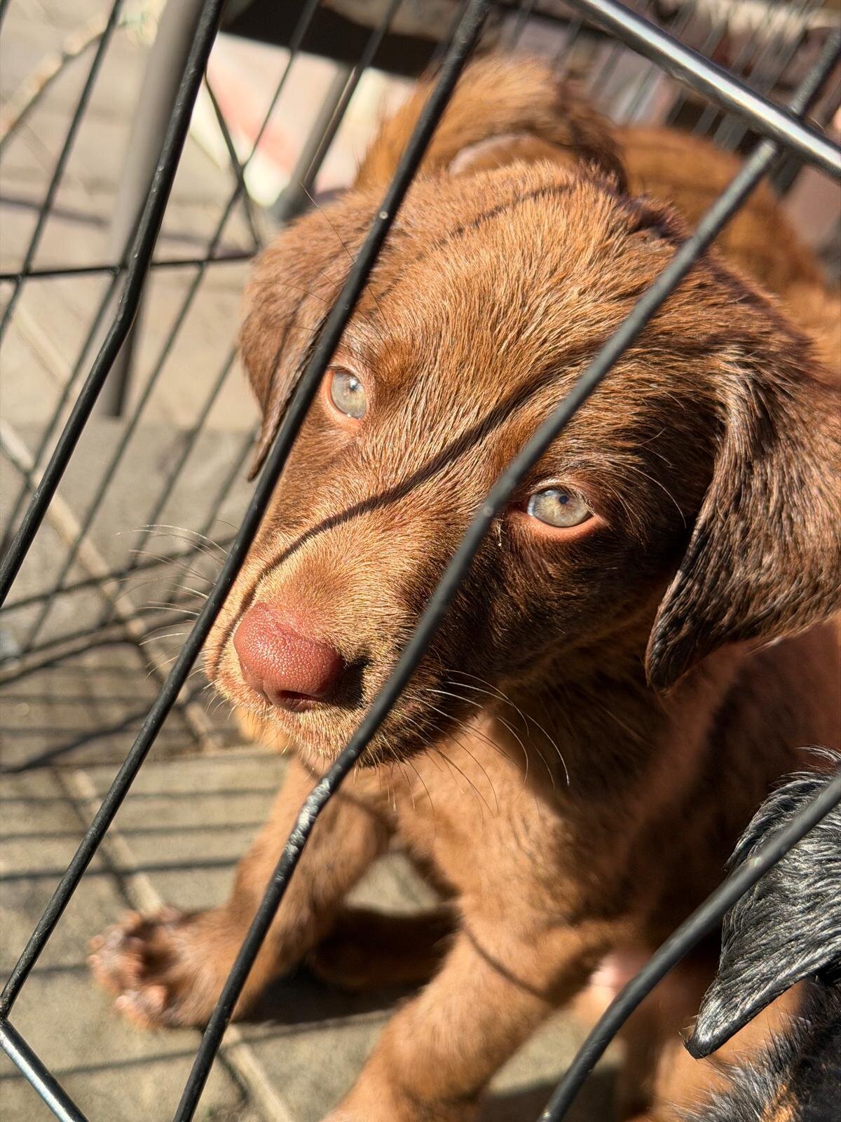 🐶 Adorable Lab / Retriever Mix Puppies image 4