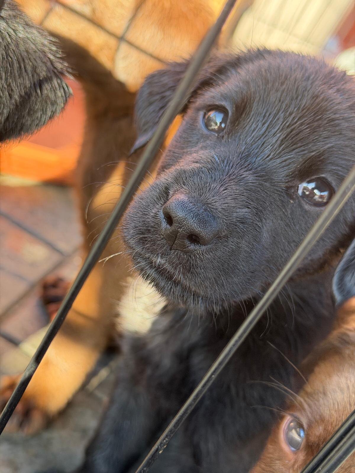 🐶 Adorable Lab / Retriever Mix Puppies image 5