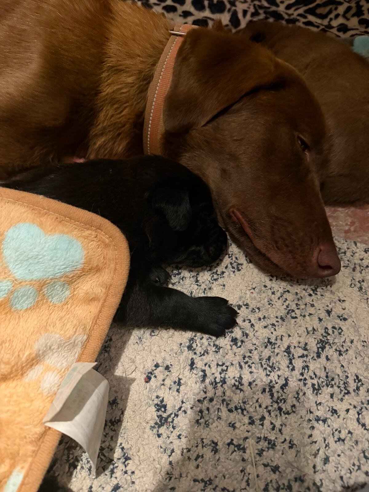 🐶 Adorable Lab / Retriever Mix Puppies image 6