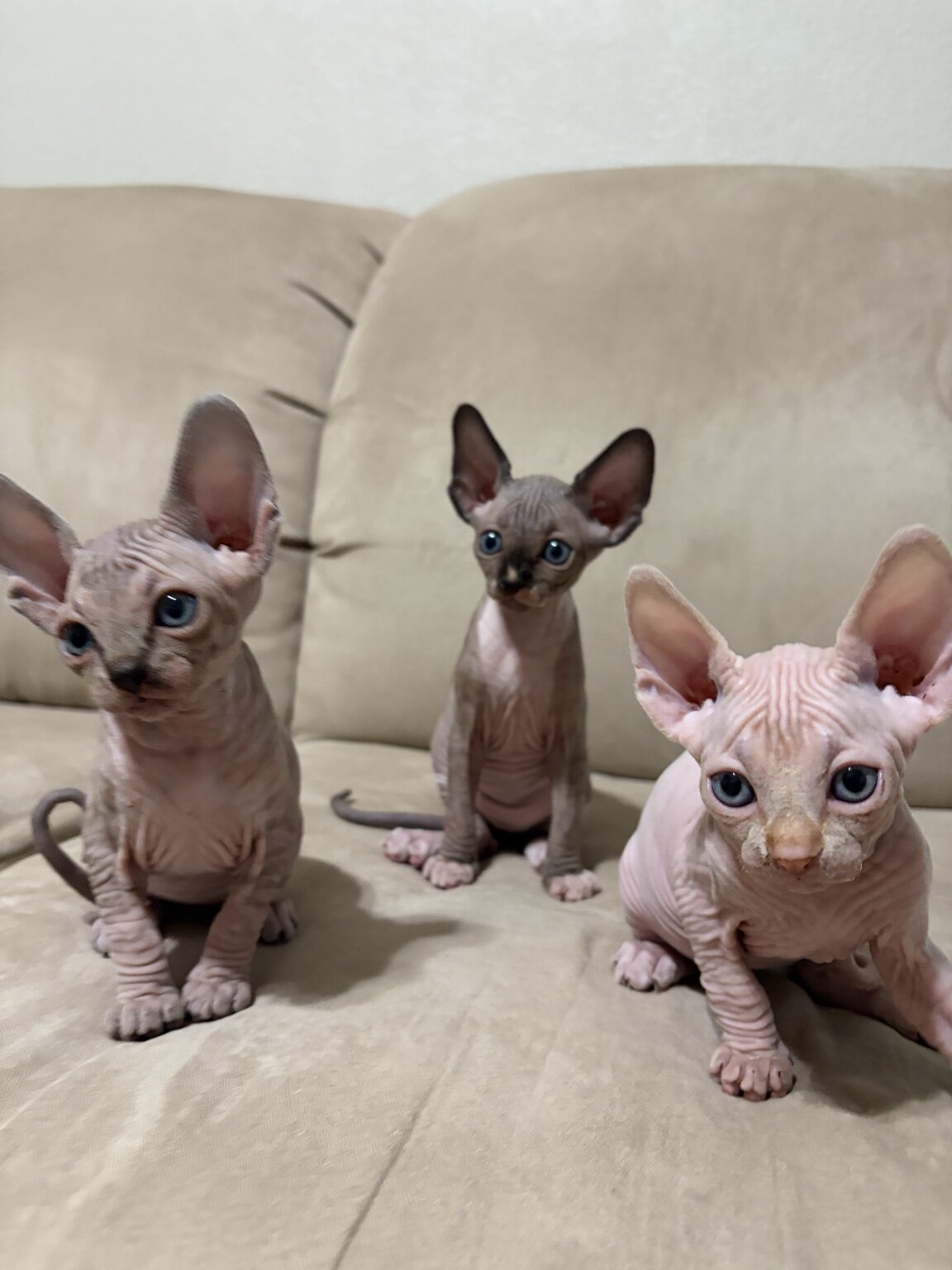 Sphynx Kittens image 1