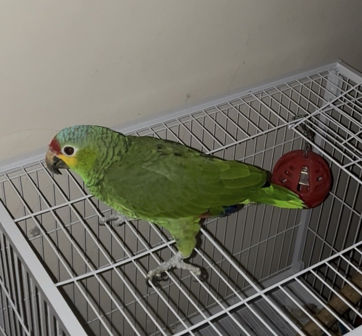 Amazon parrot image 1