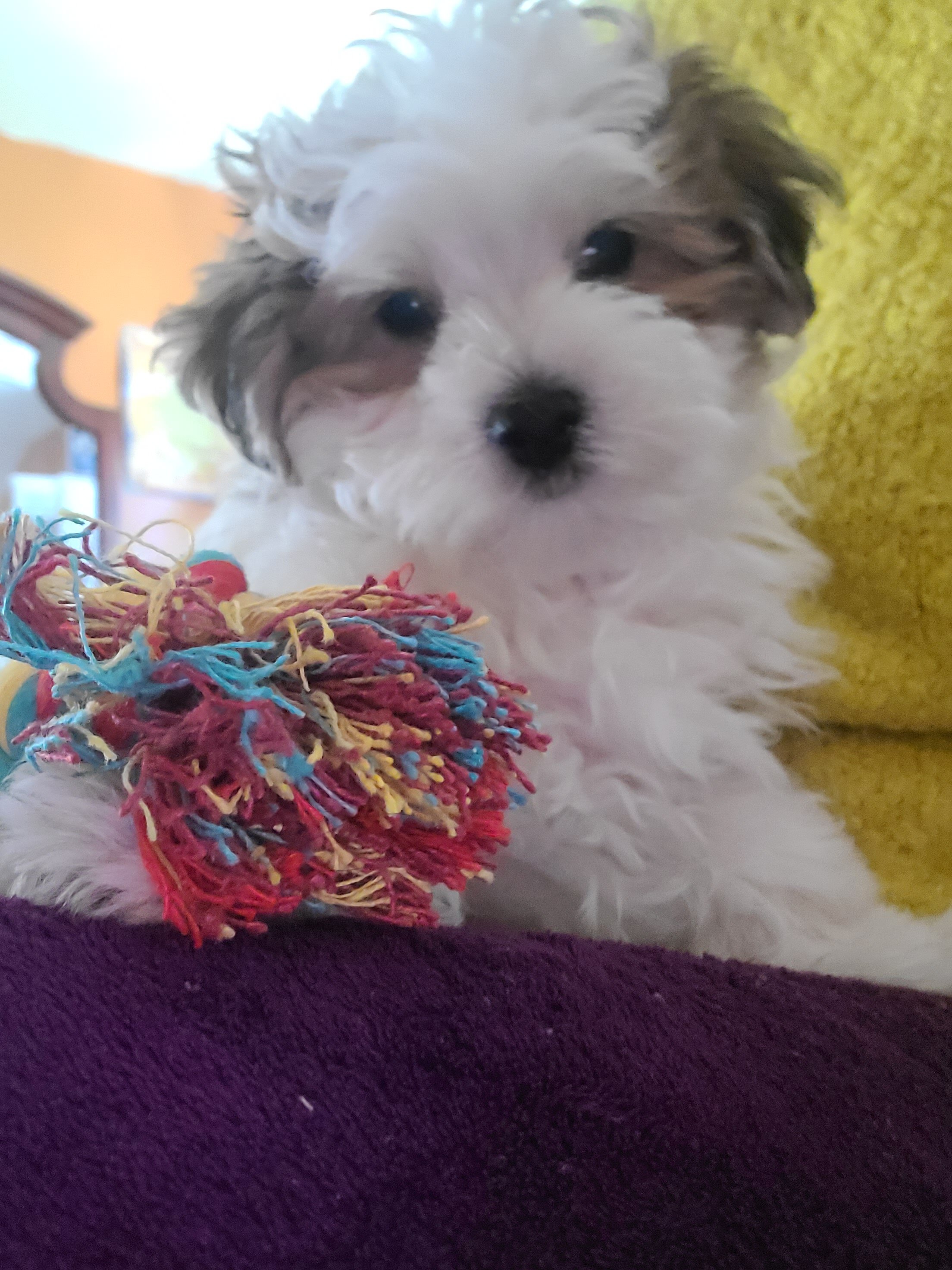 Beautiful Trained Maltipoo – Loving Companion image 2