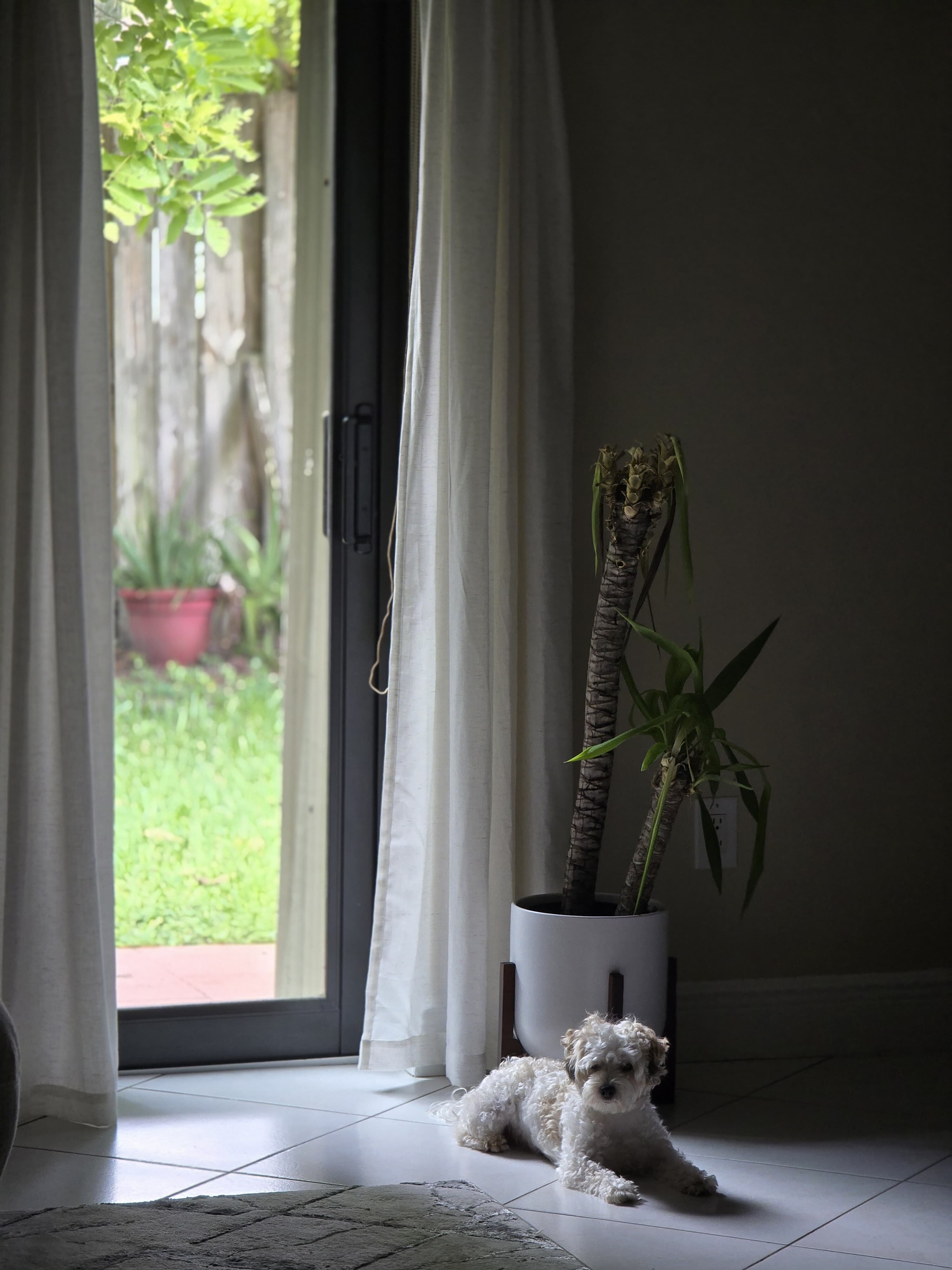 Beautiful Trained Maltipoo – Loving Companion image 3