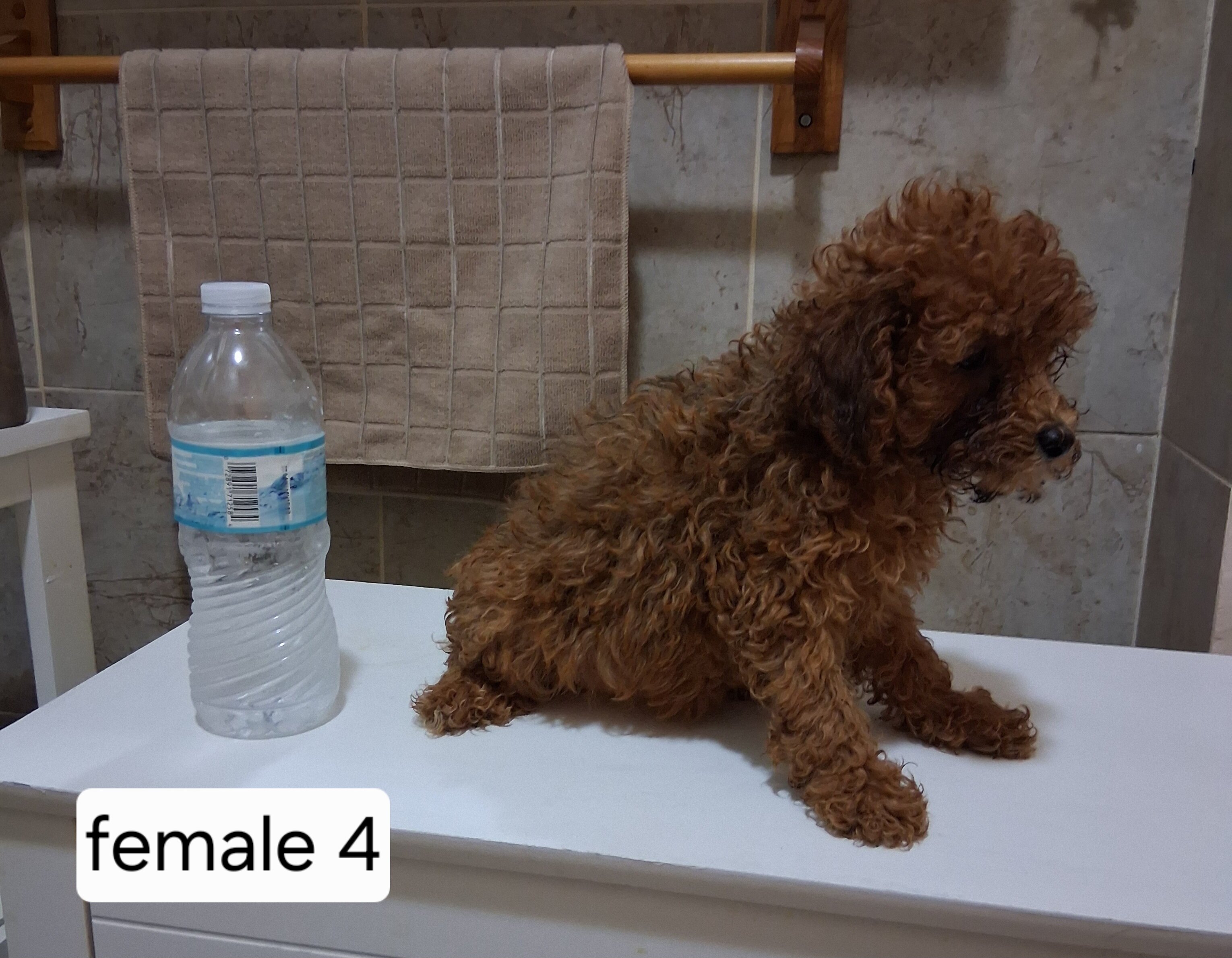 Miniature poodle puppies image 6