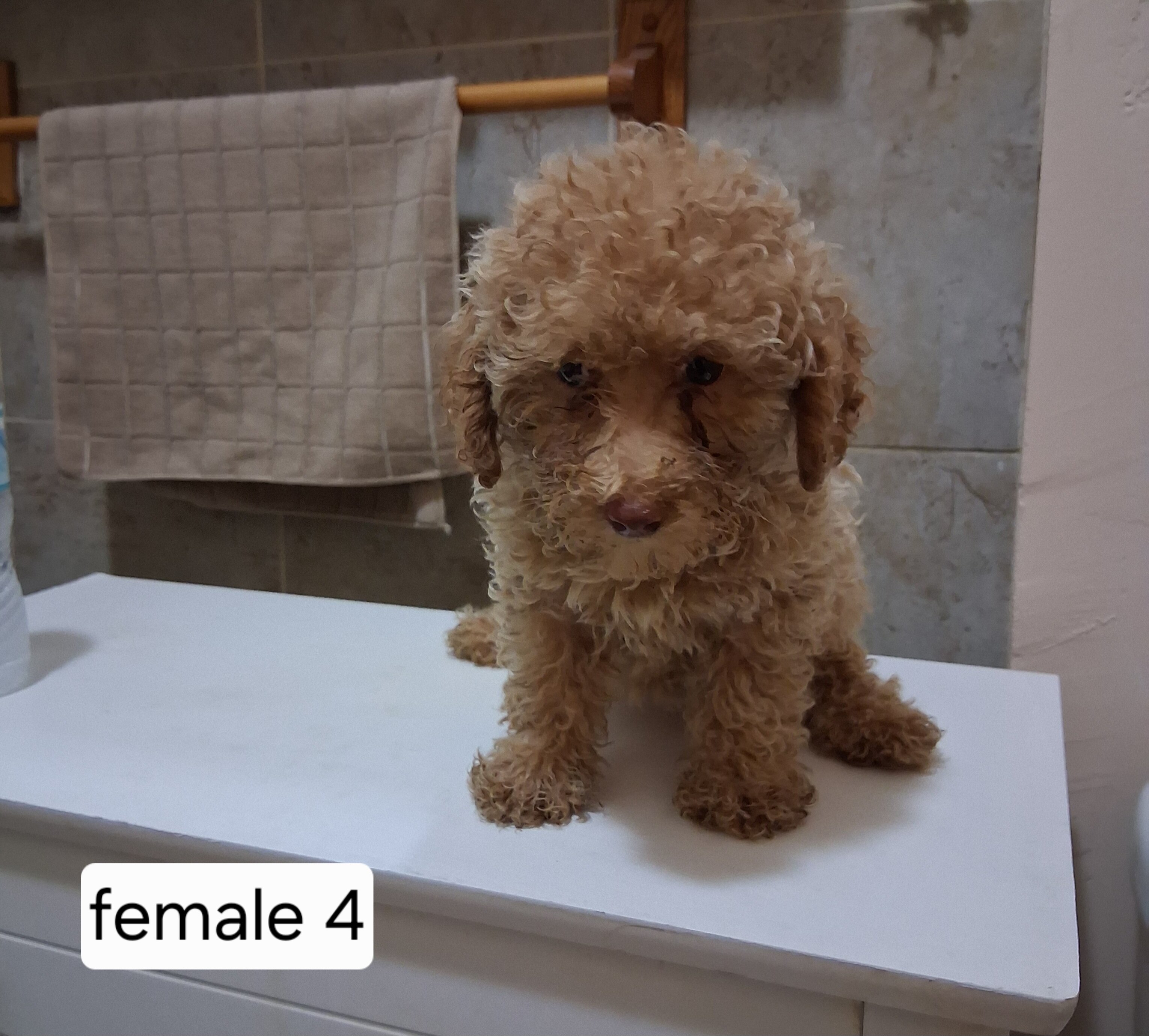 Miniature poodle puppies image 7