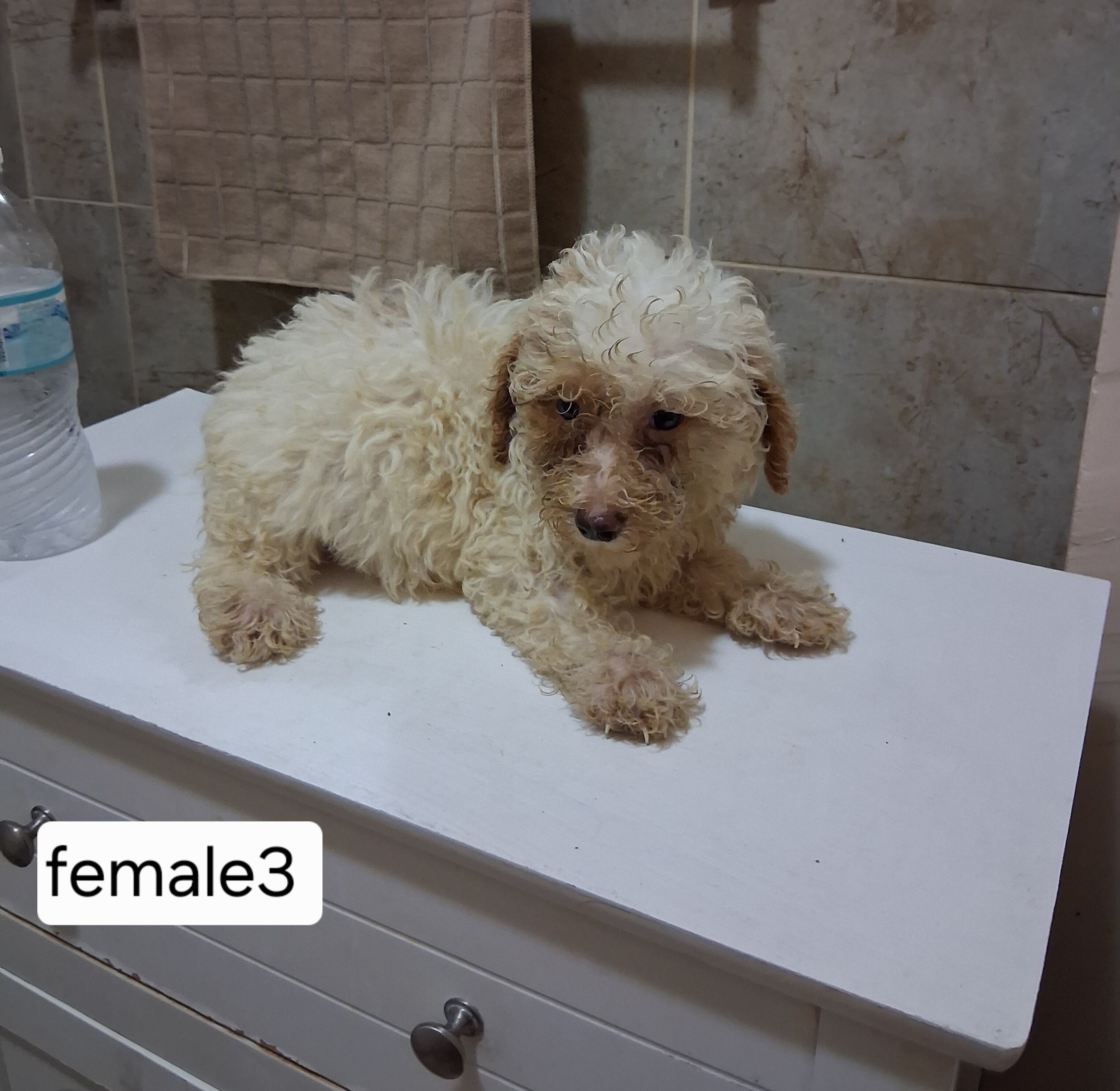 Miniature poodle puppies image 1