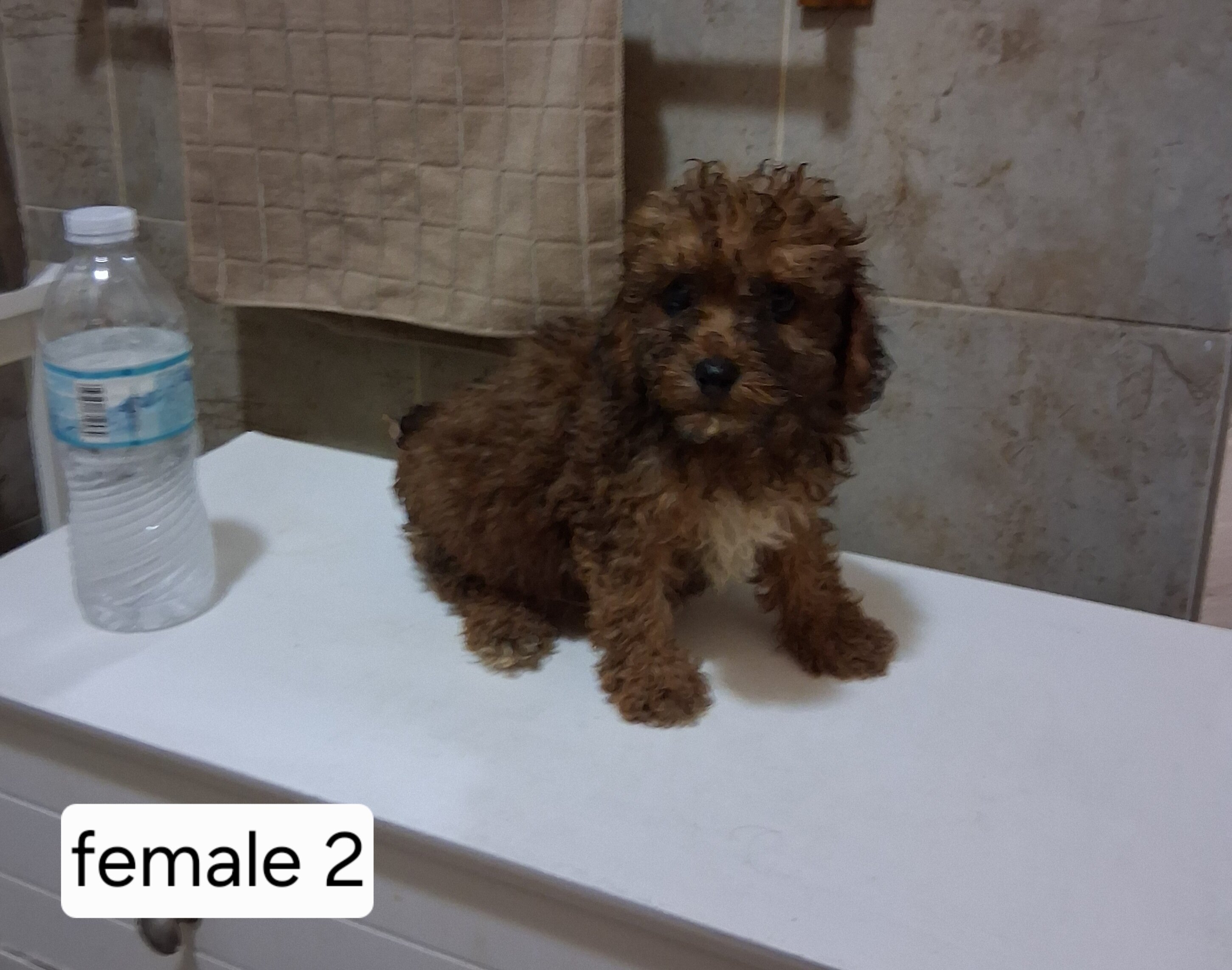 Miniature poodle puppies image 2