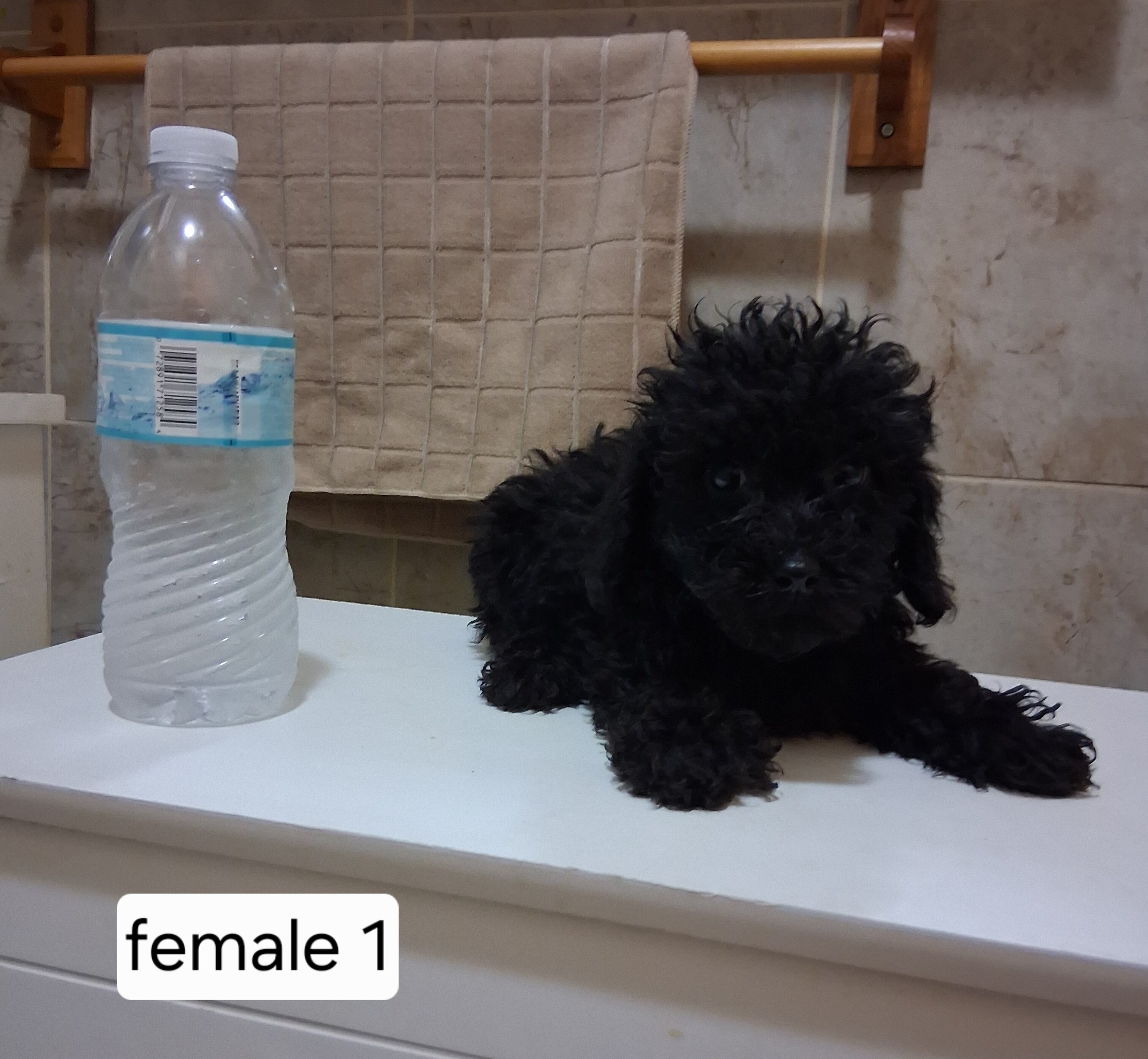 Miniature poodle puppies image 3